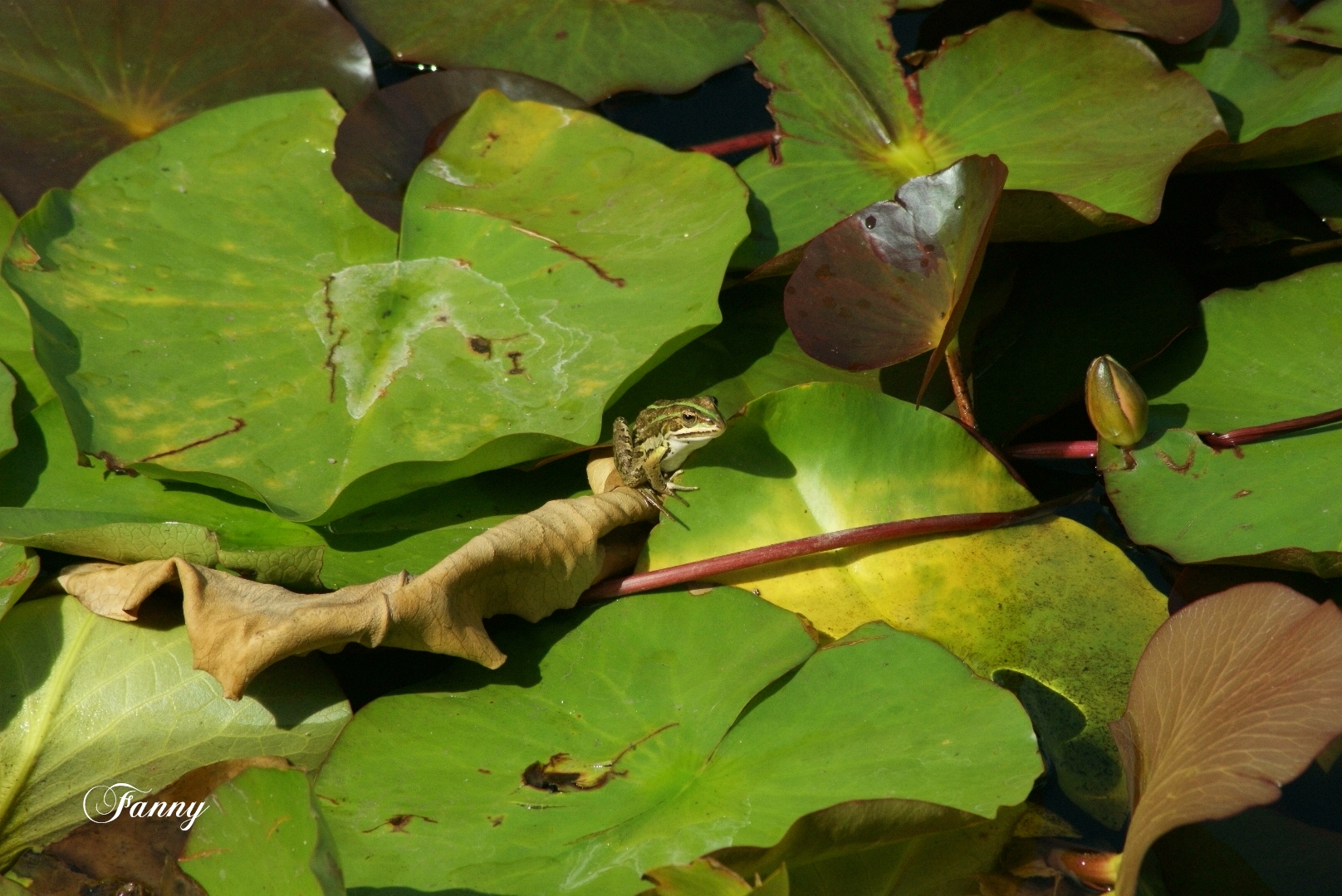 Rainette signée DSC00065 (2).jpg