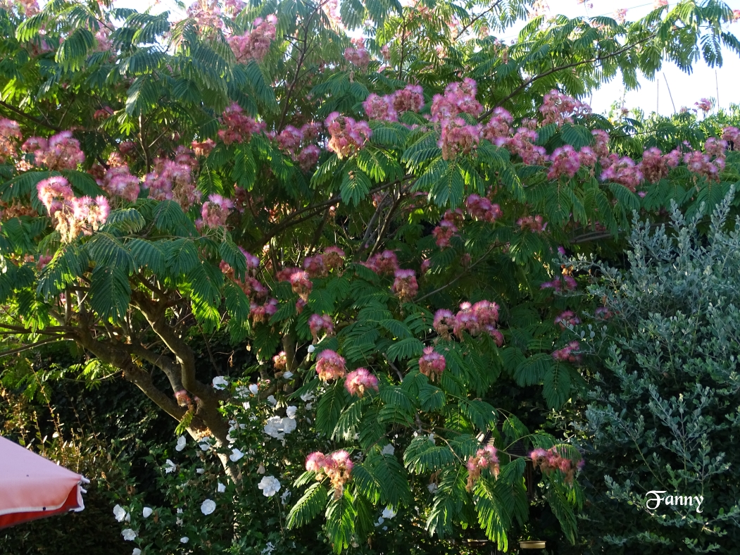 Albizia Signé DSC06023.jpg
