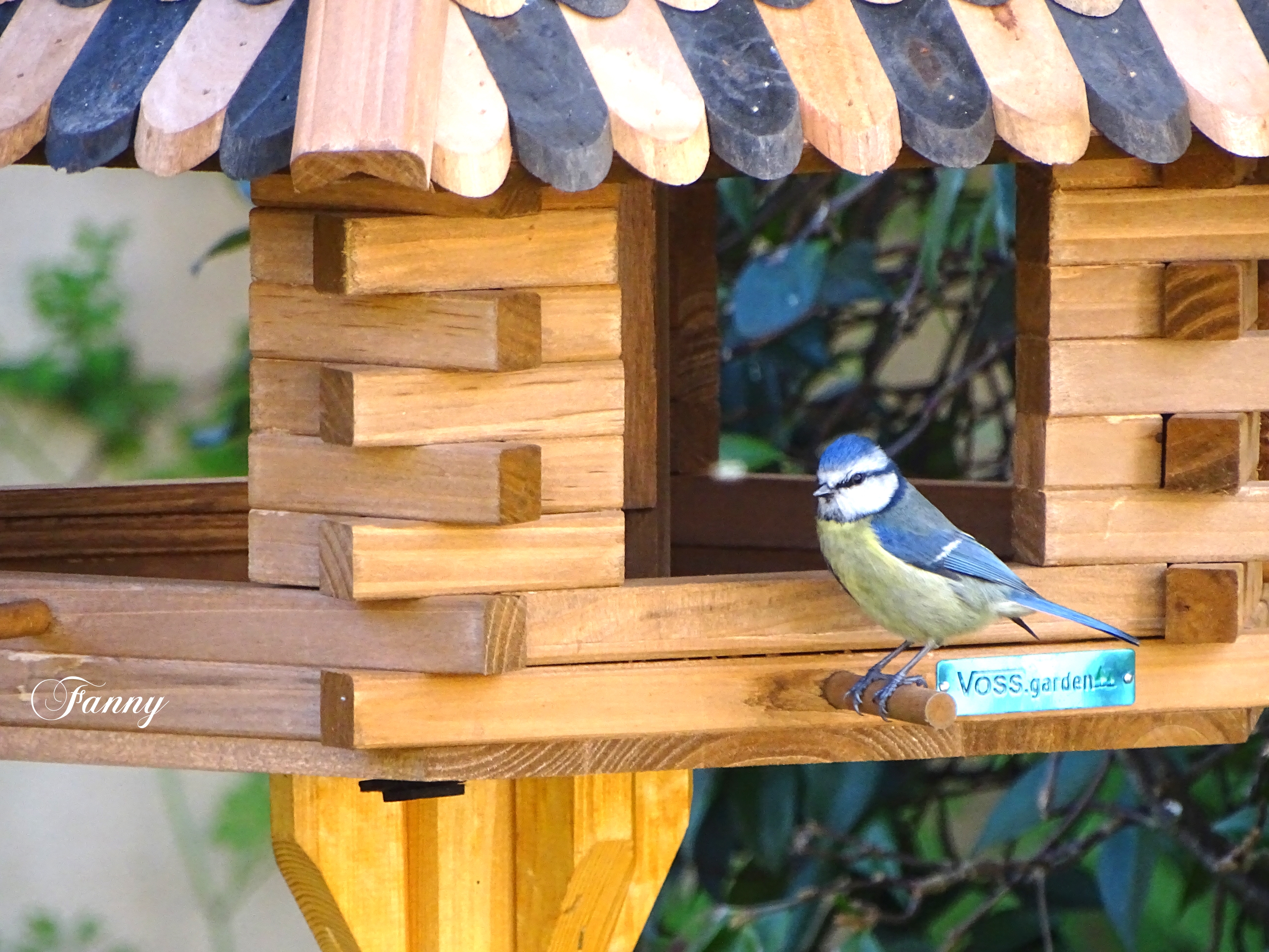 Mes bleue Signée DSC03054.jpg