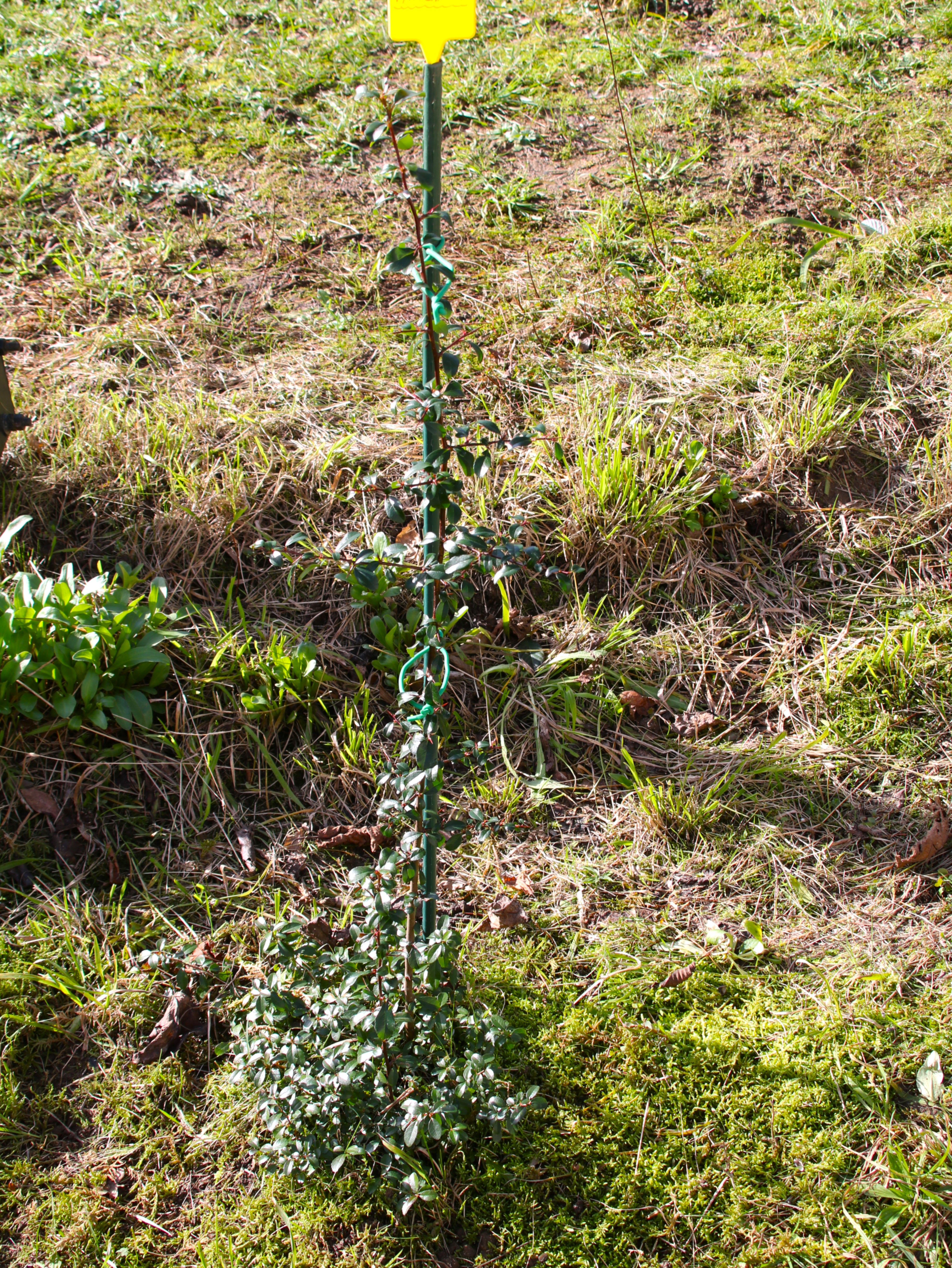 Pyracantha 5 Janvier 2026.JPG