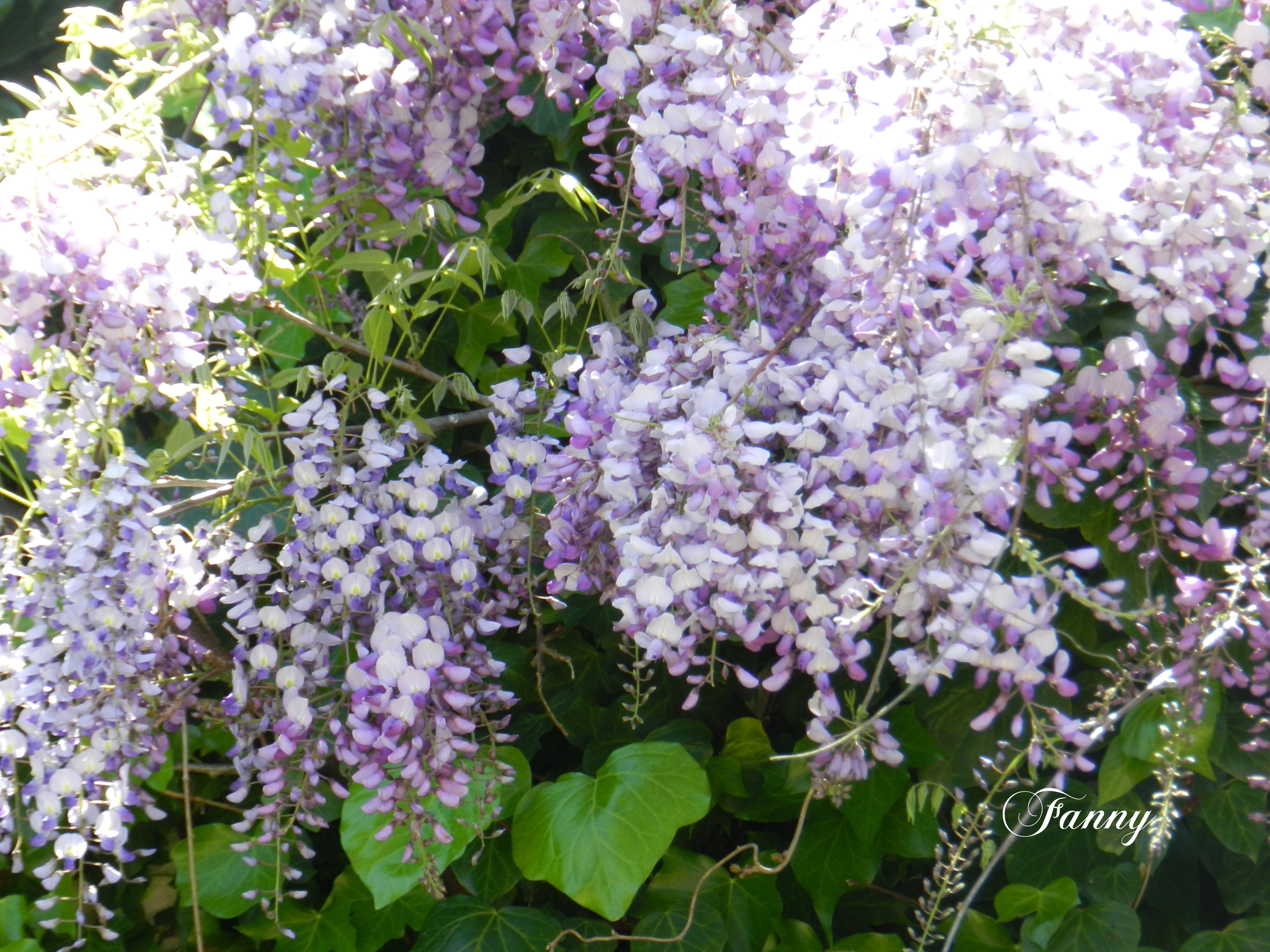 Glycine signée  049.jpg