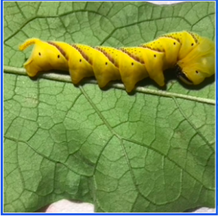 Capture d’écran 2026-02-07 à 09.34.38.png