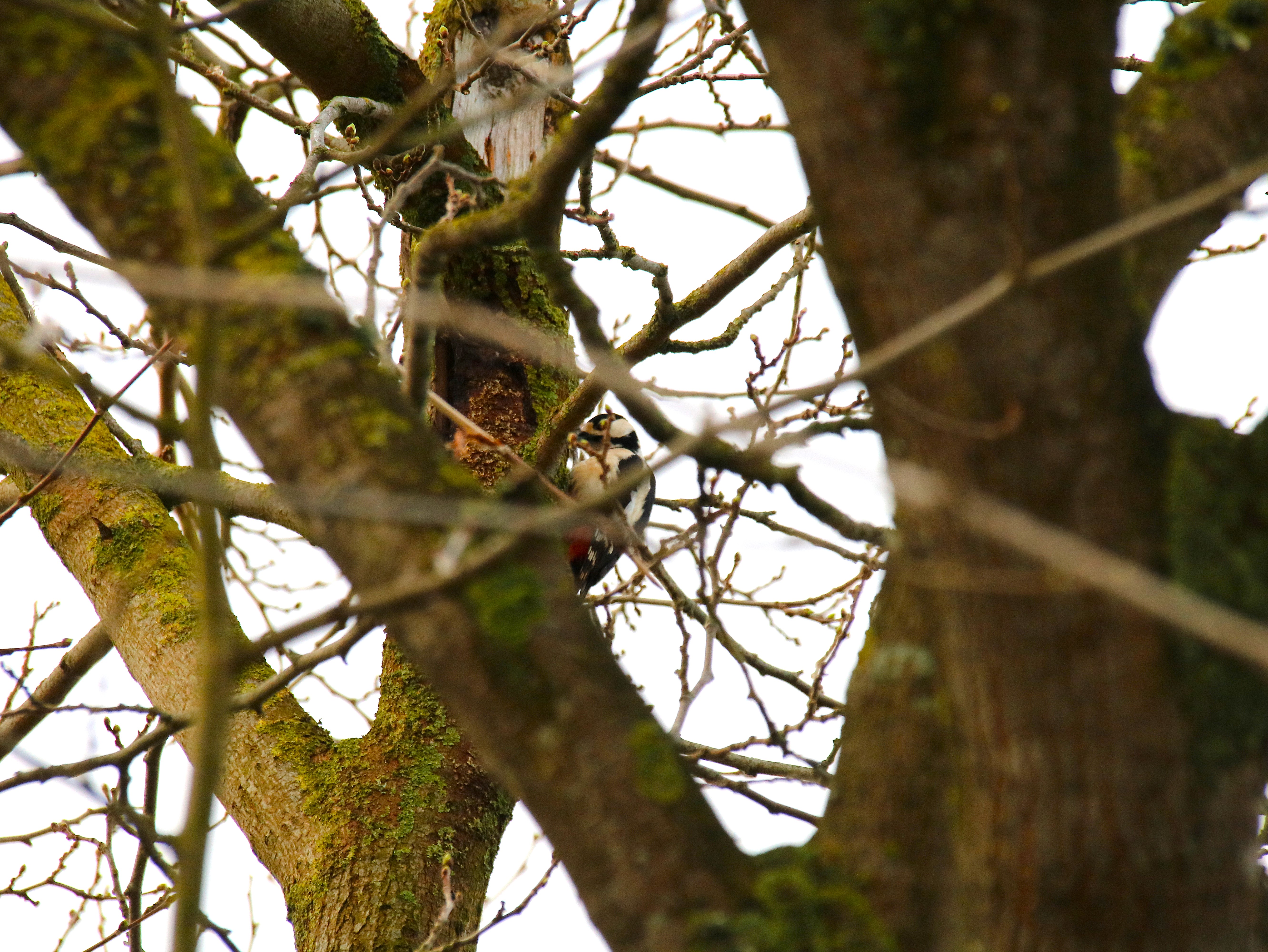 Pic-épeiche Lundi 23 Février 2026.JPG