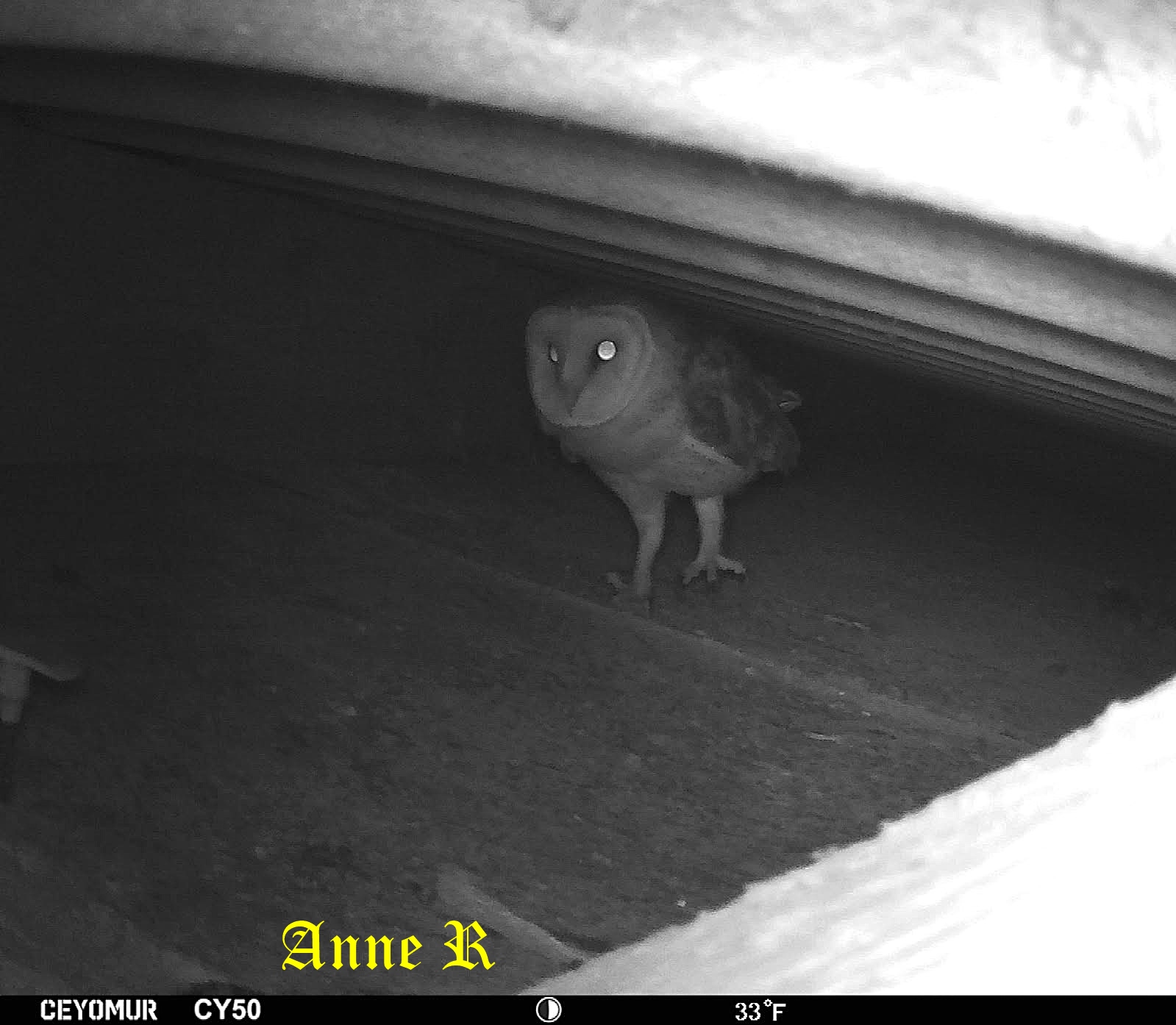 Nidification chouette Effraie chez Anne R 27 Février 2026 (1).jpg