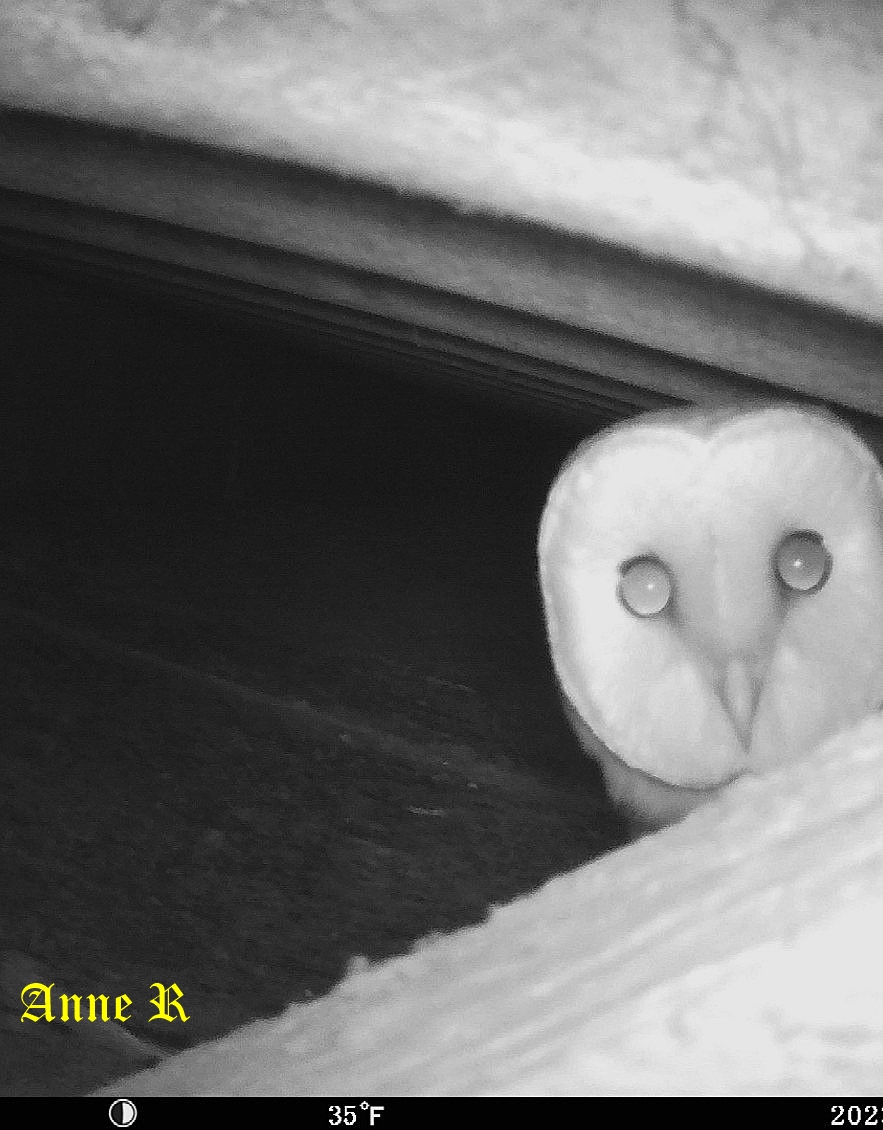 Nidification chouette Effraie chez Anne R 27 Février 2026 (3).jpg