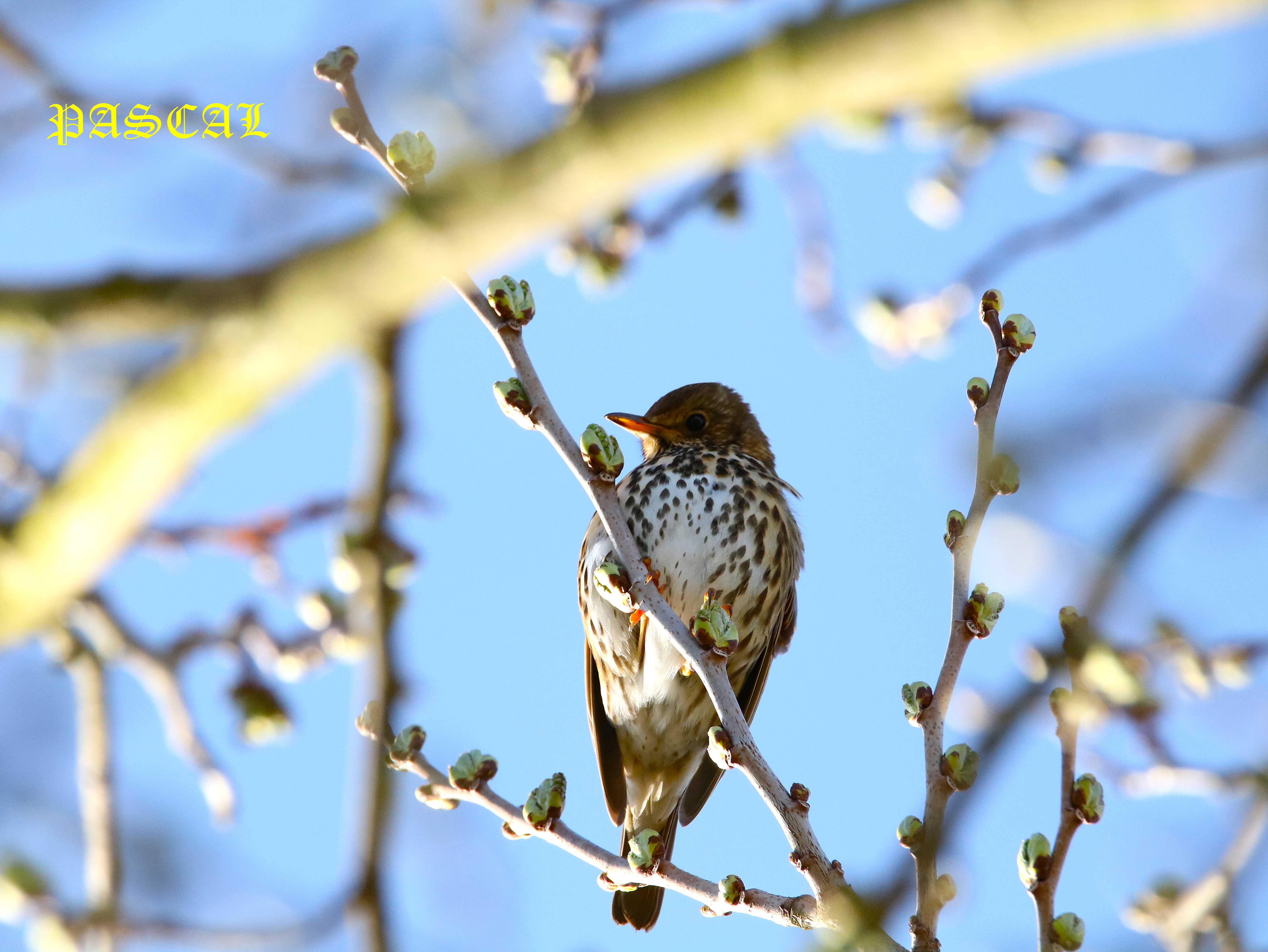 Grive musicienne dans Mûrier à feuilles de platane  Samedi 14 Mars 2026 (1).JPG