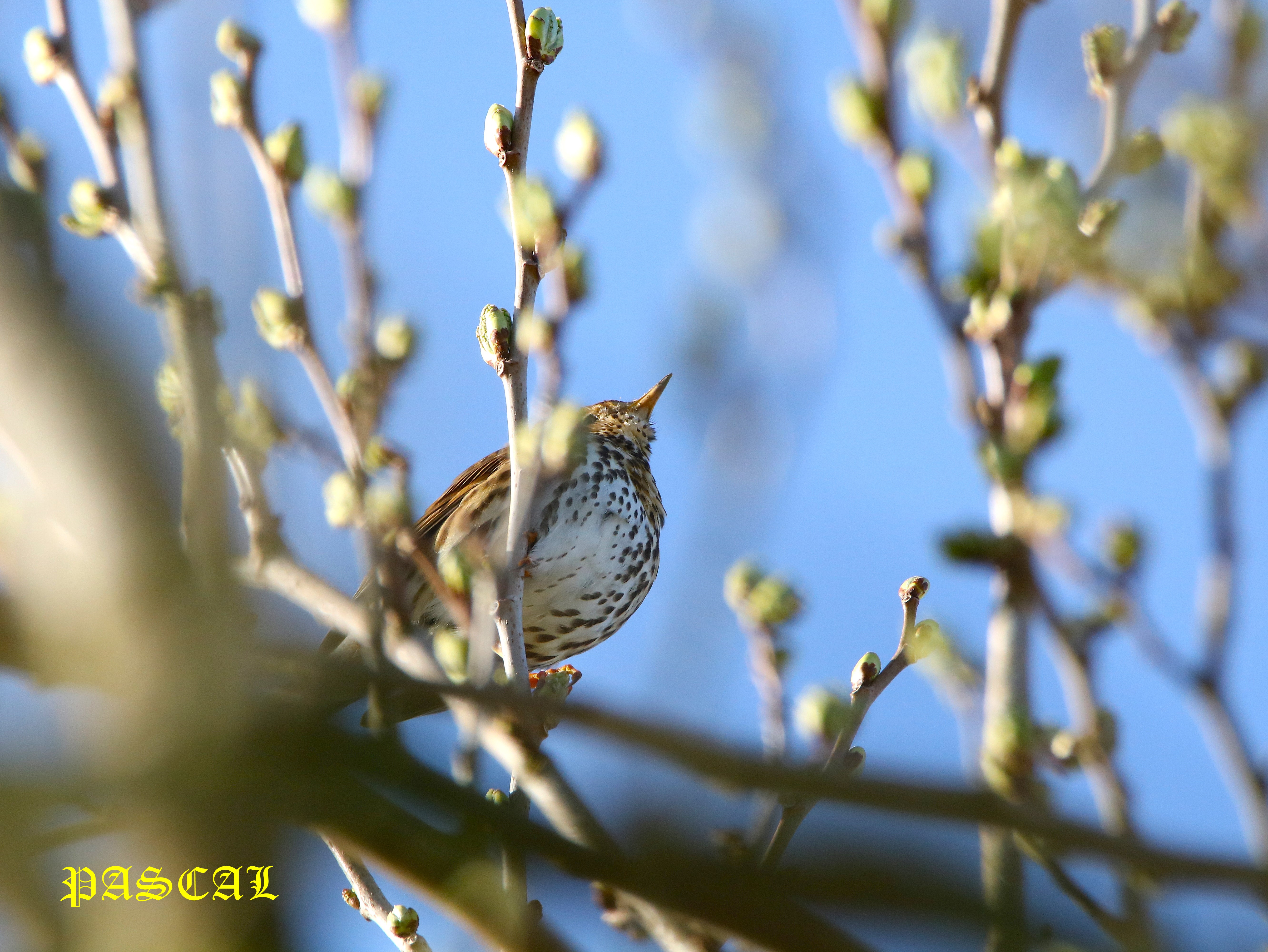 Grive musicienne dans Mûrier à feuilles de platane  Samedi 14 Mars 2026 (3).JPG