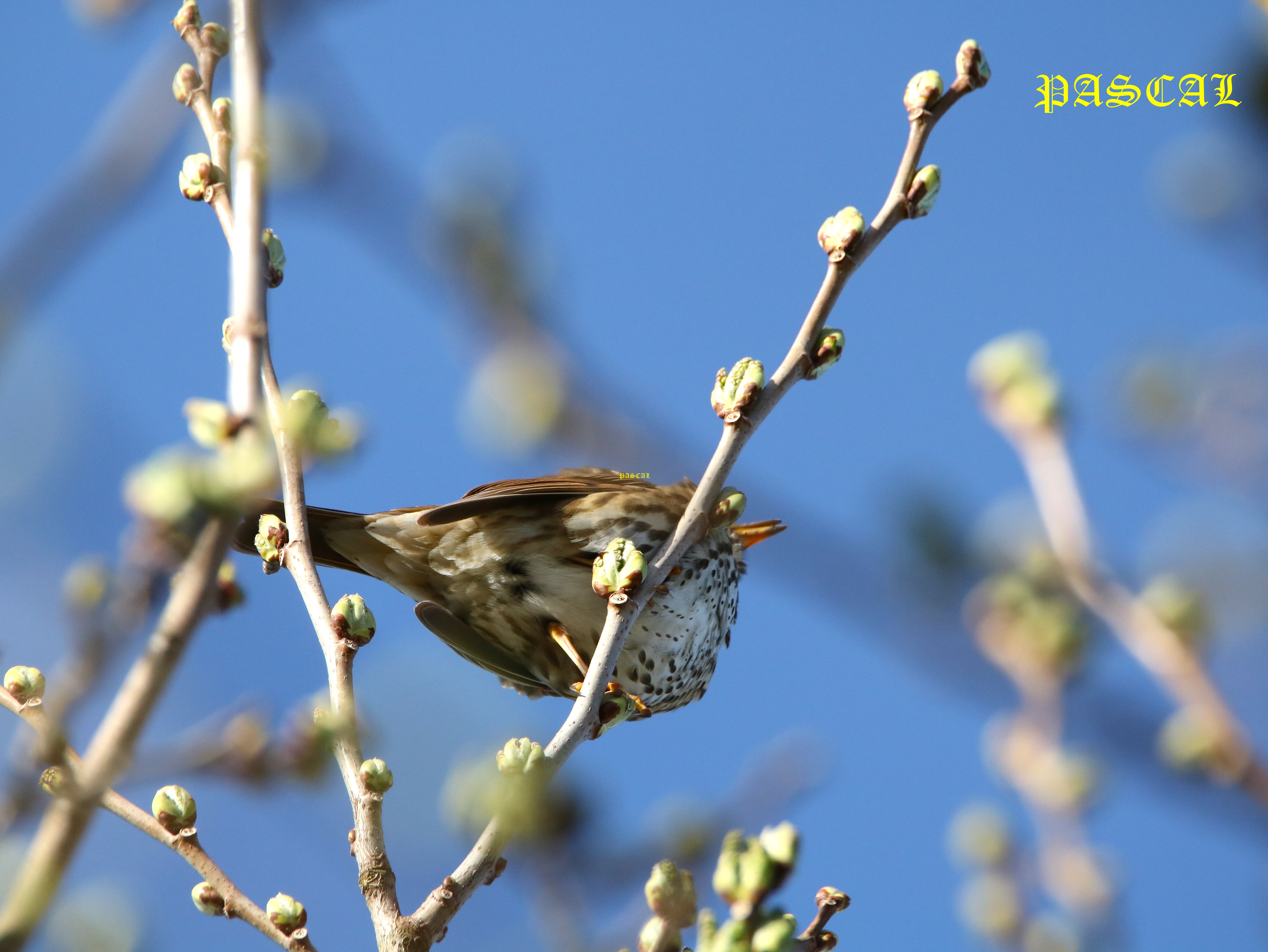 Grive musicienne dans Mûrier à feuilles de platane  Samedi 14 Mars 2026 (4).JPG