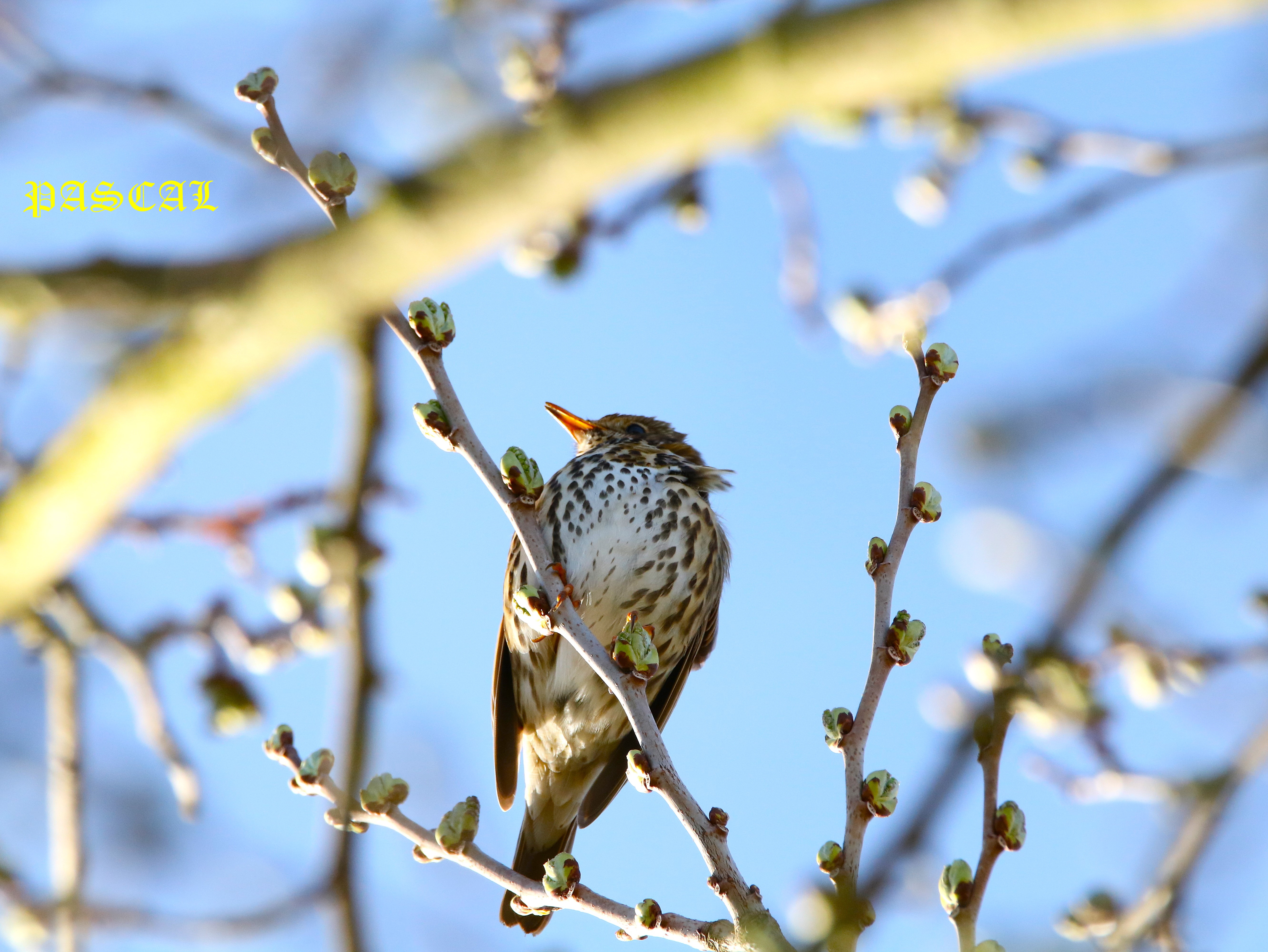 Grive musicienne dans Mûrier à feuilles de platane Samedi 14 Mars 2026 (5).JPG