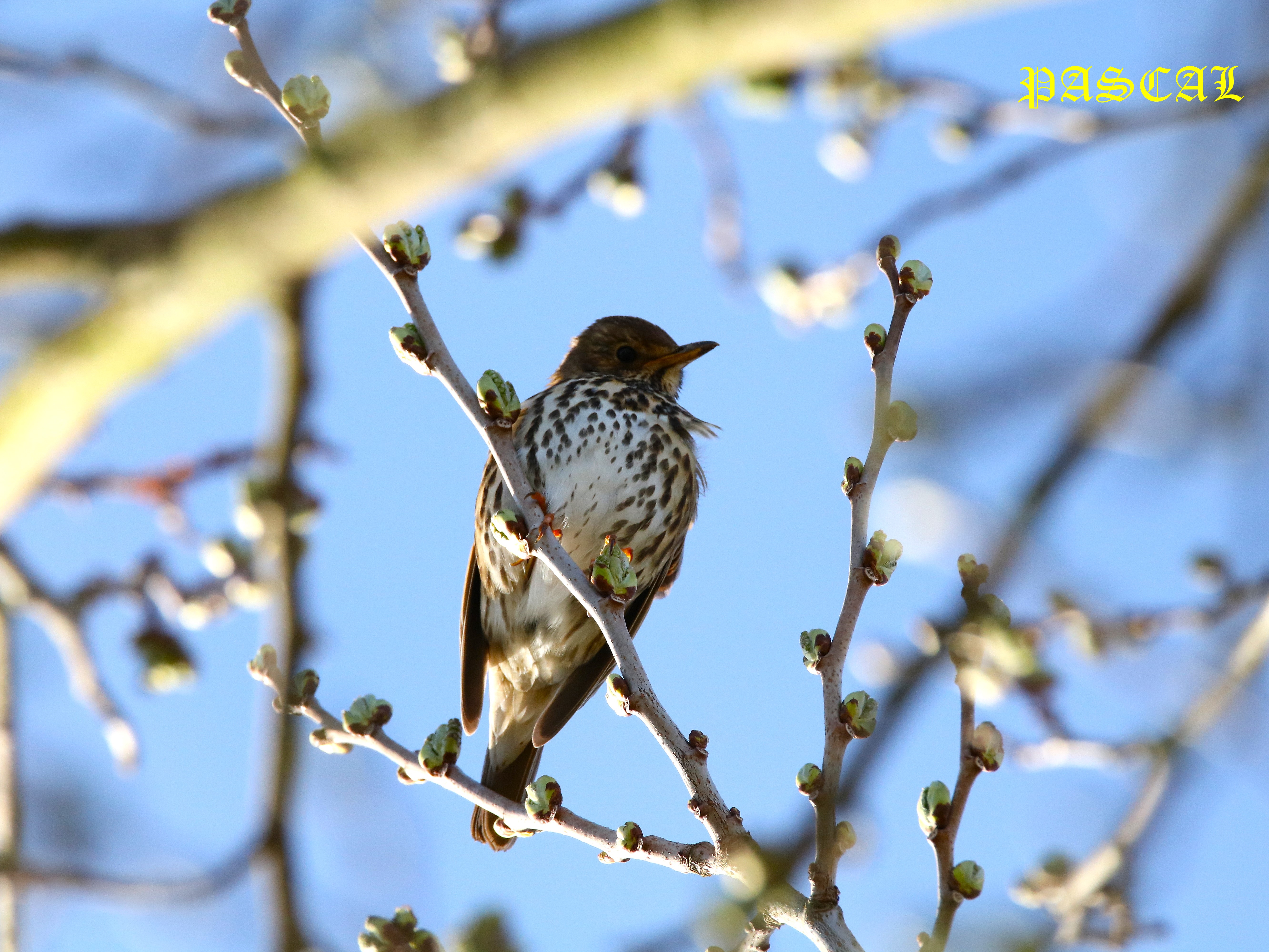 Grive musicienne dans Mûrier à feuilles de platane  Samedi 14 Mars 2026 (6).JPG