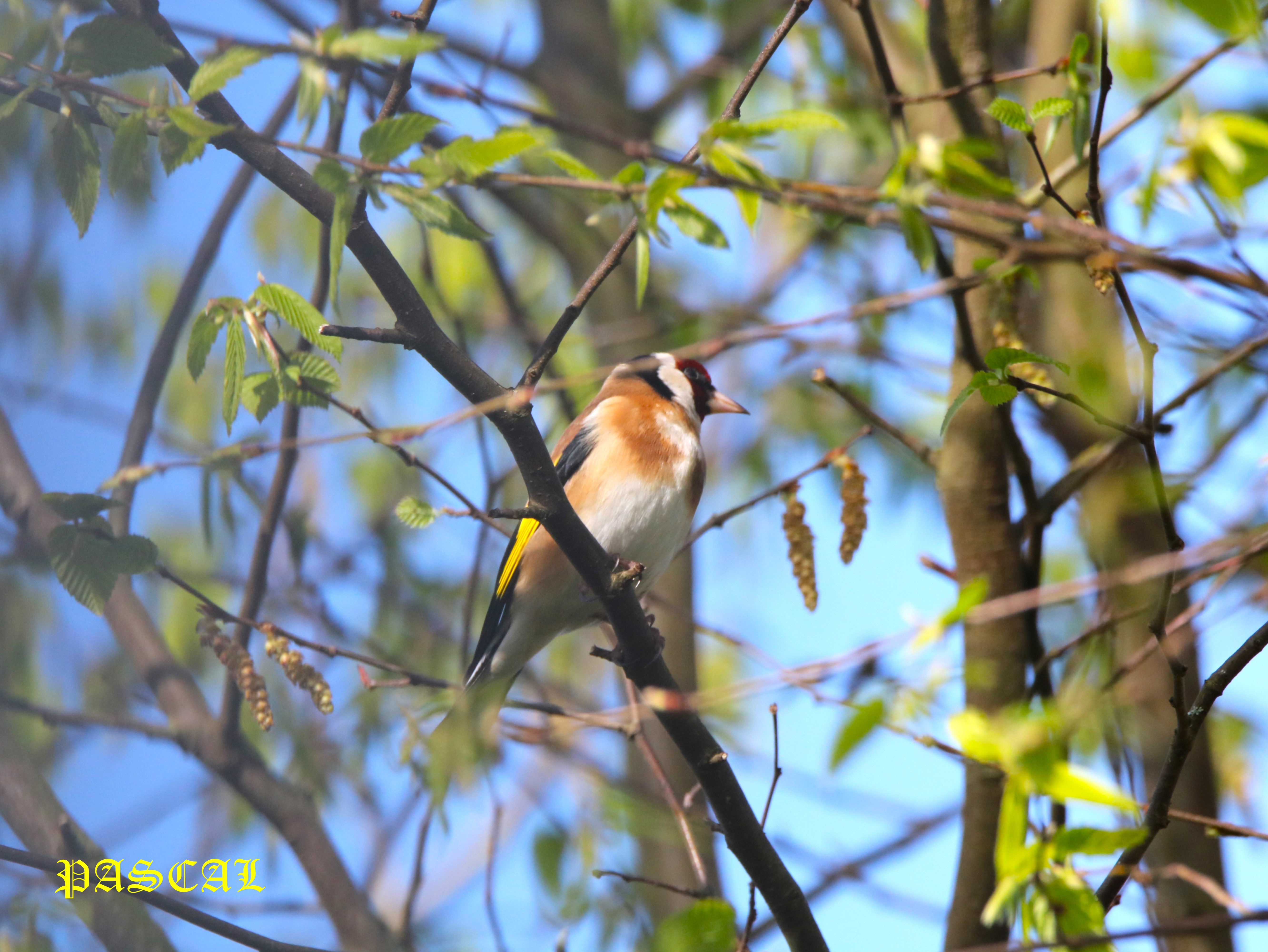Chardonneret élegant dans Mûrier à feuilles de platane Samedi  14 Mars 2026 (1).JPG