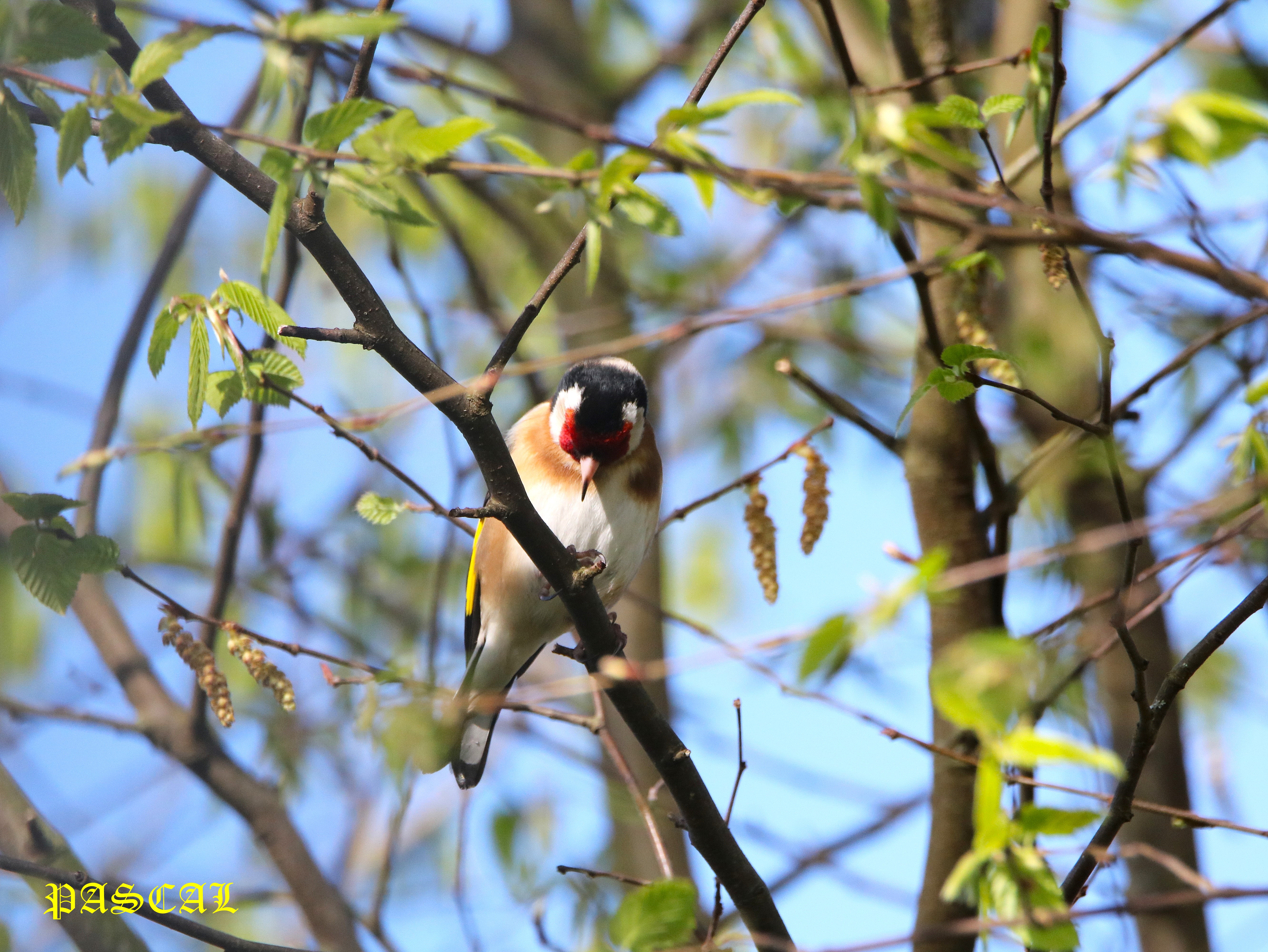 Chardonneret élegant dans Mûrier à feuilles de platane Samedi 14 Mars 2026 (2).JPG