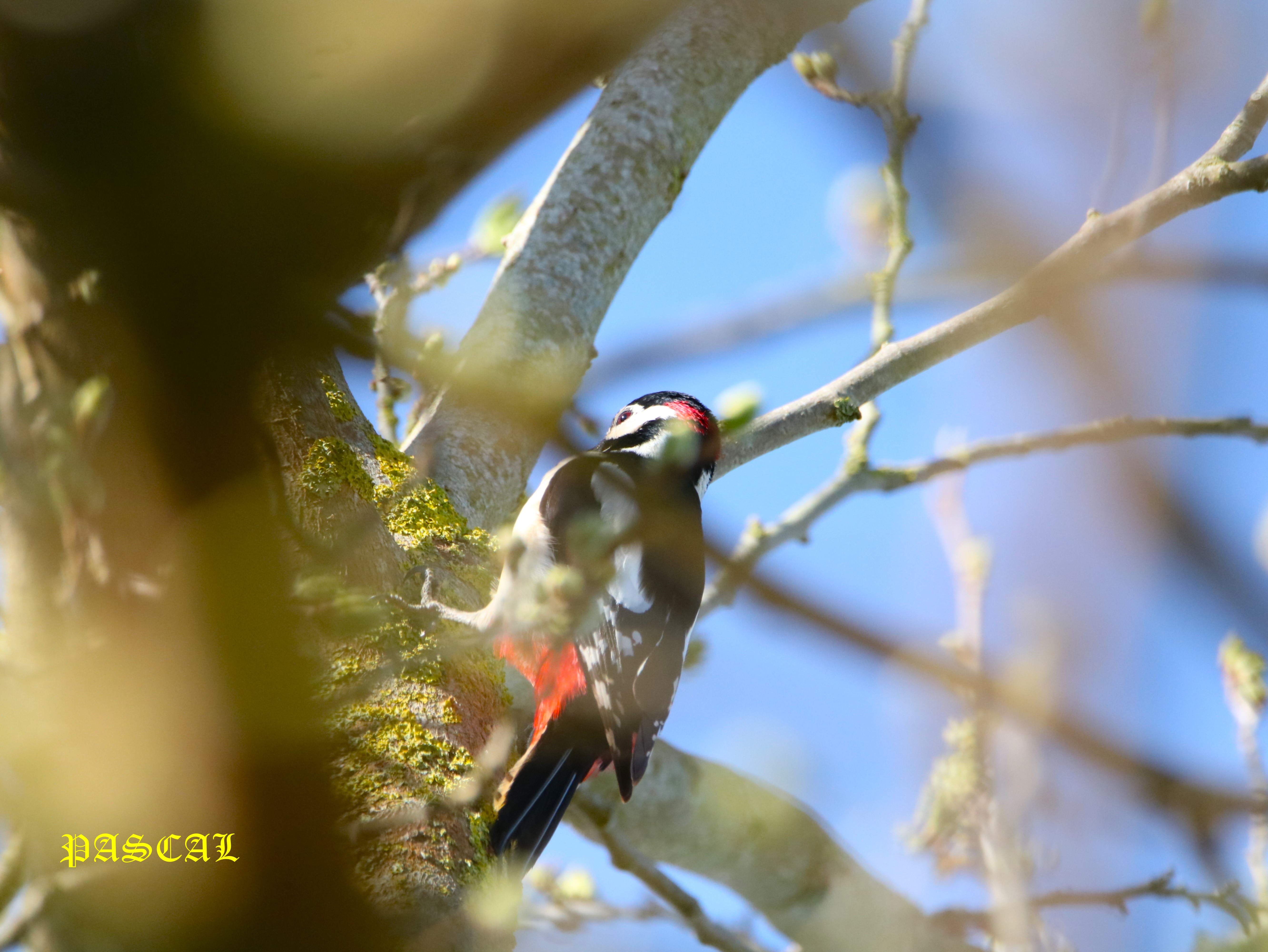 Pic épeiche mâle dans Mûrier à feuilles de platane Samedi 14 mars 2026 (1).JPG