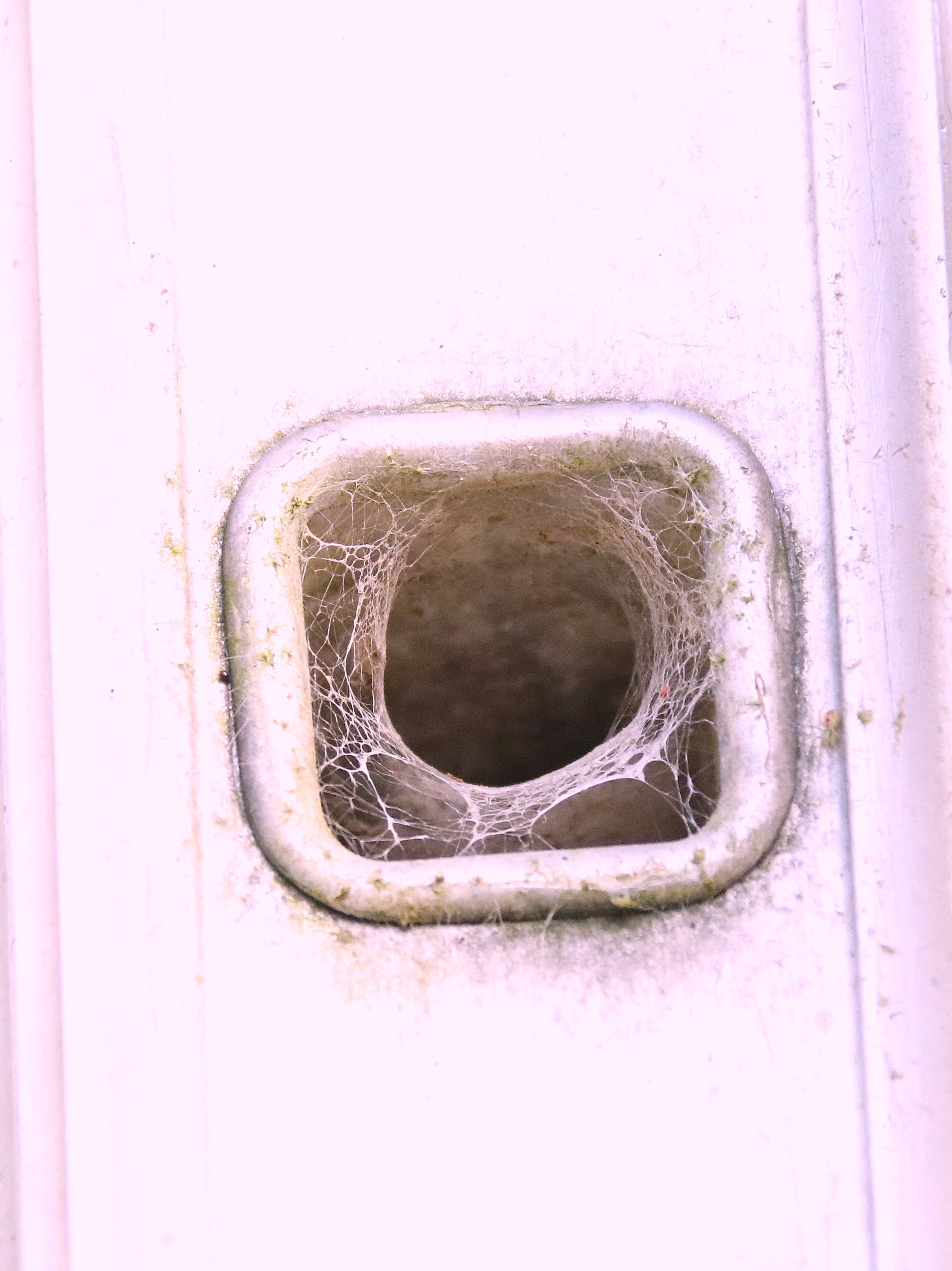 Nid abeille charpentière Début Mars 2026.JPG