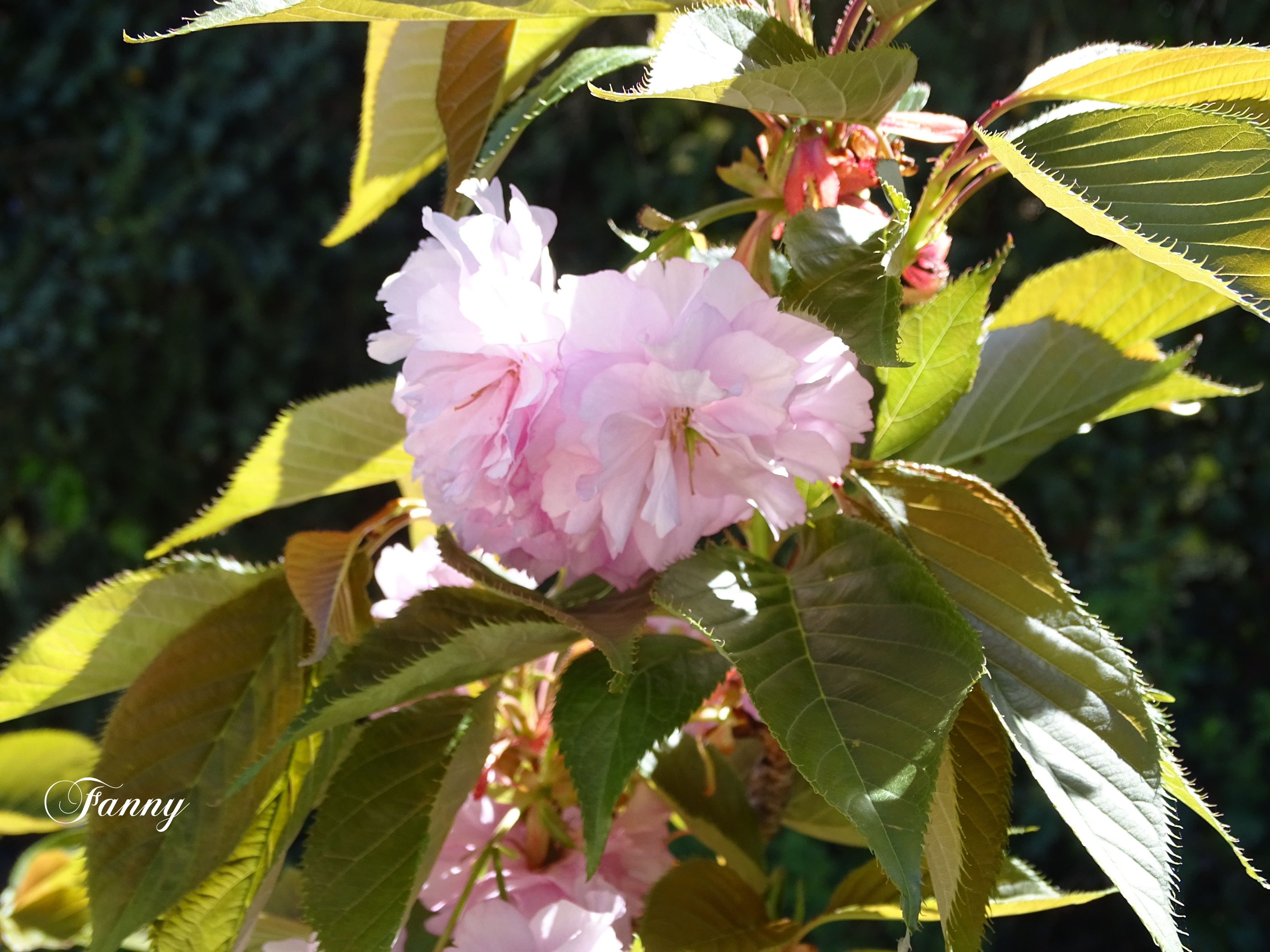 Cerisier à fleurs DSC03243.jpg