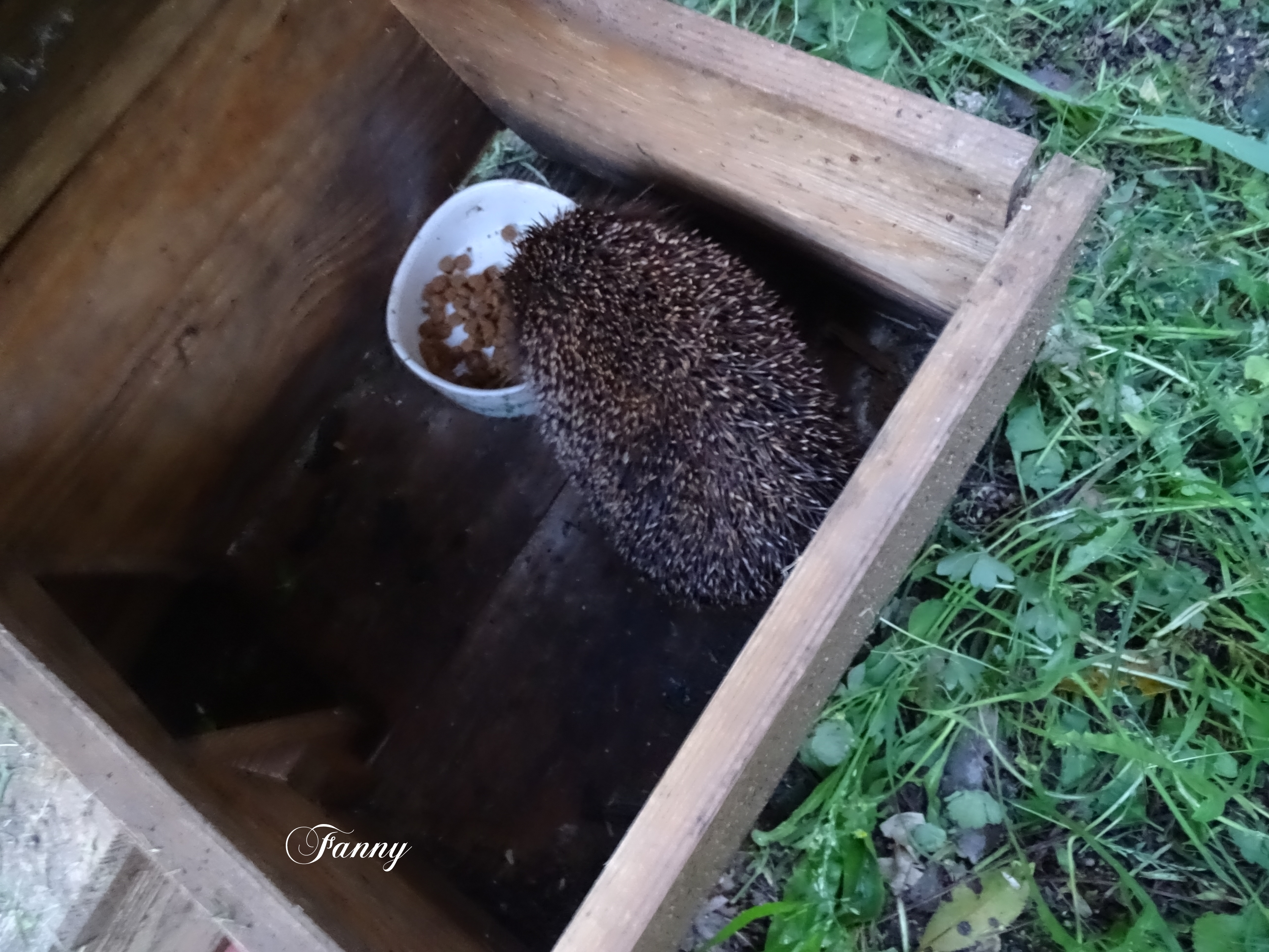 Mon Ami le herisson DSC03272.jpg