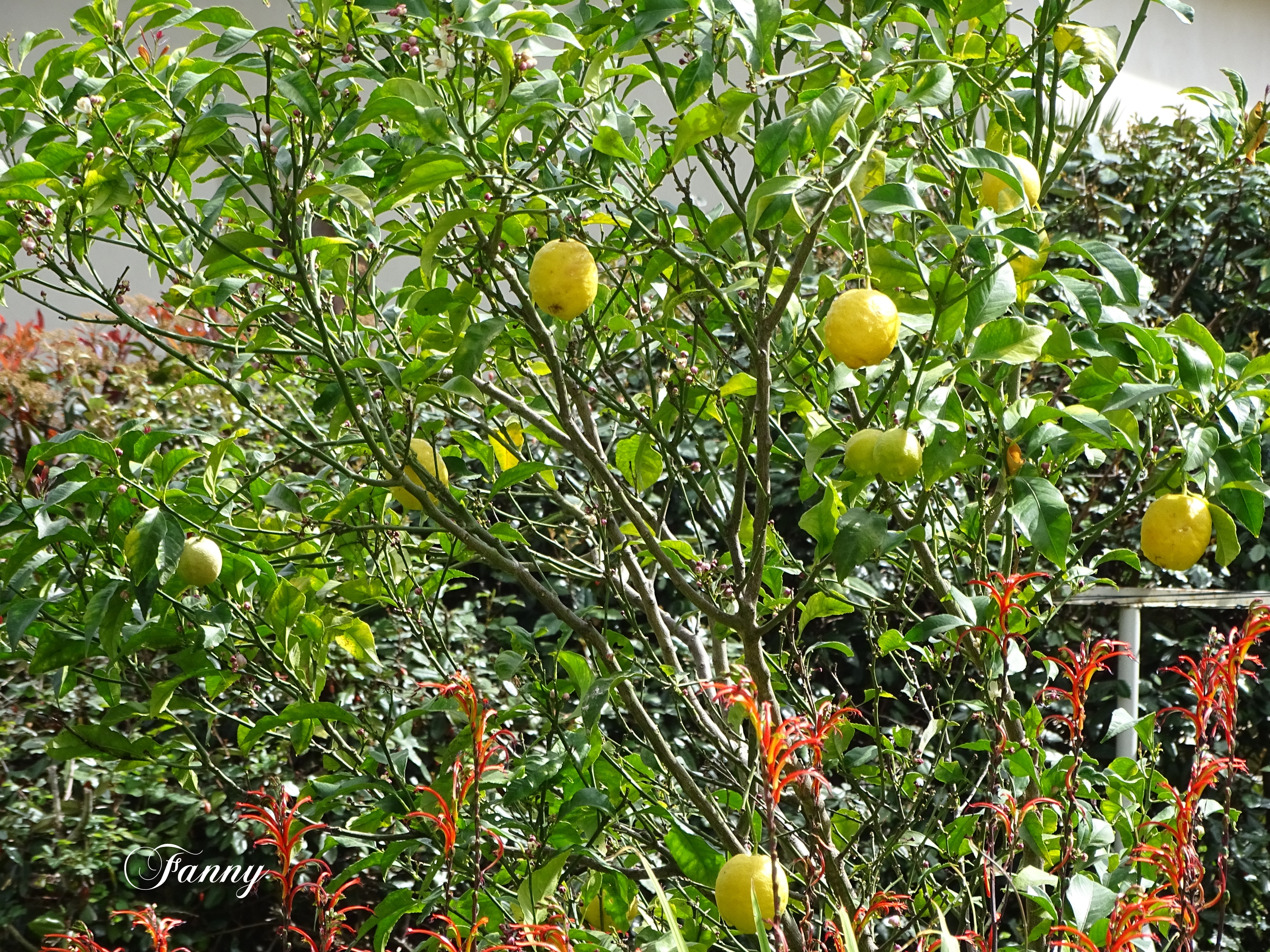 Signé Citronier  et Chasmanthes Floribunda DSC03191.jpg