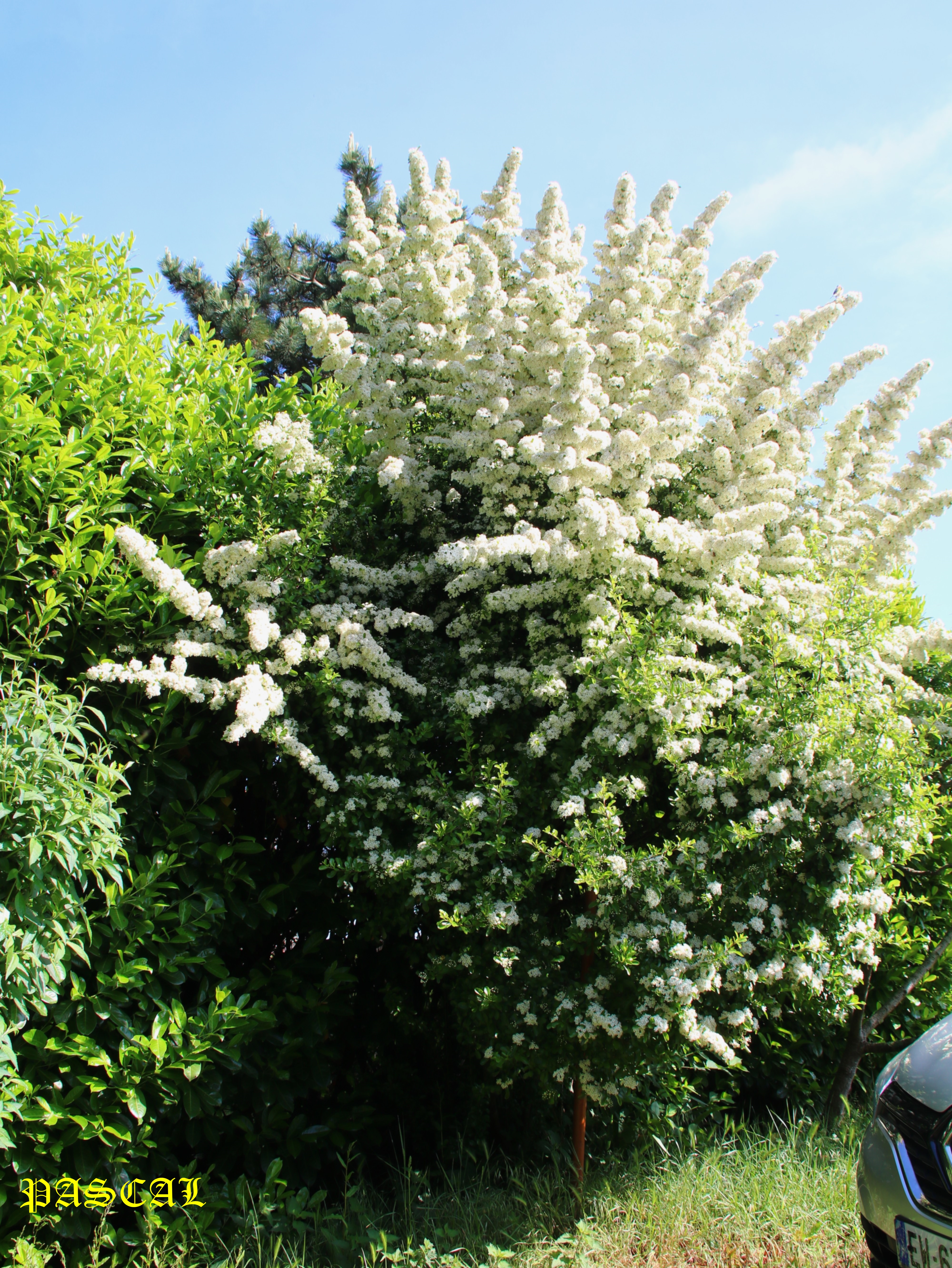 Floraison Pyracantha 8 Mai 2026.JPG