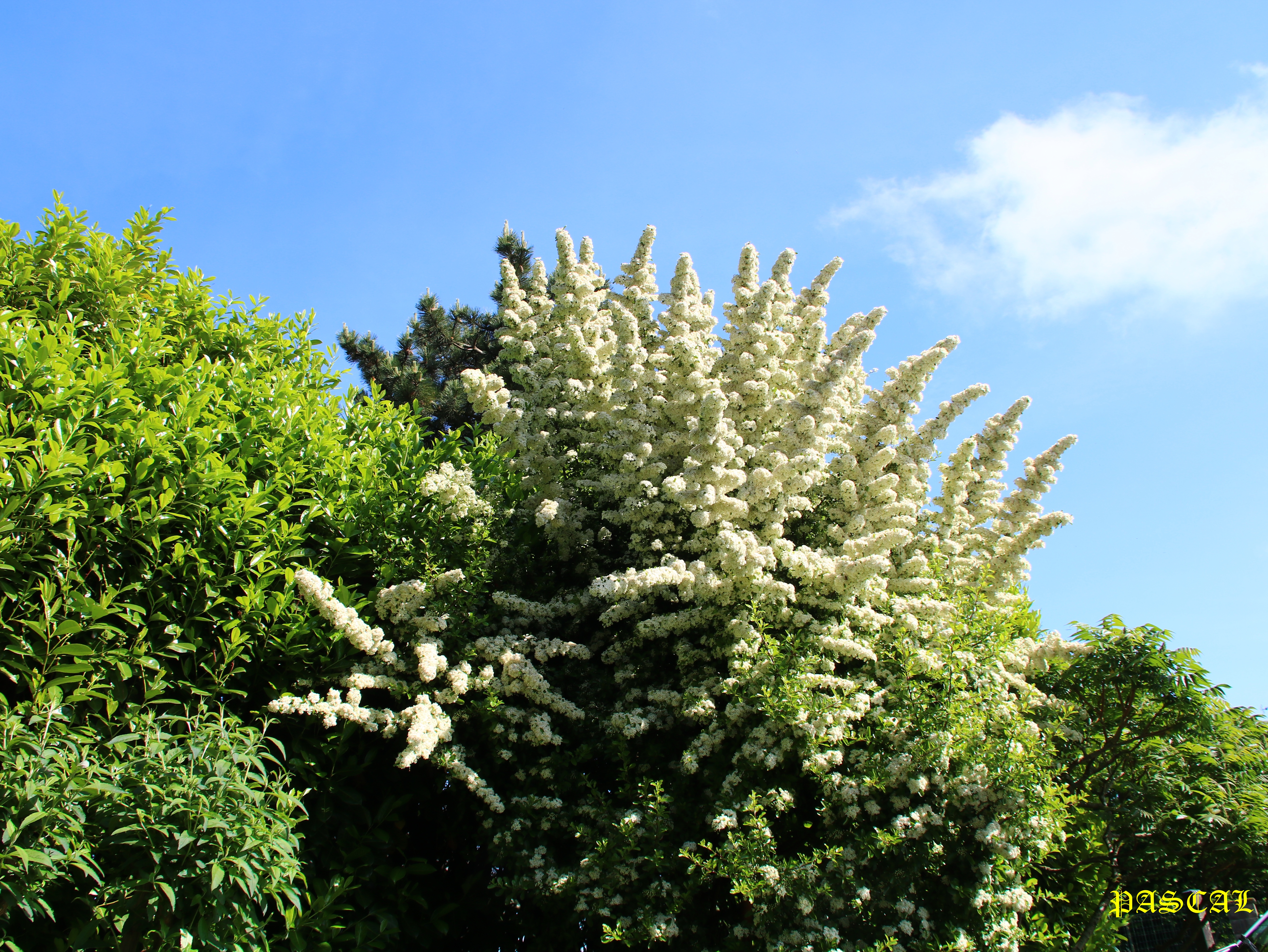 Floraison Pyracantha 8 Mai 2026 2.JPG