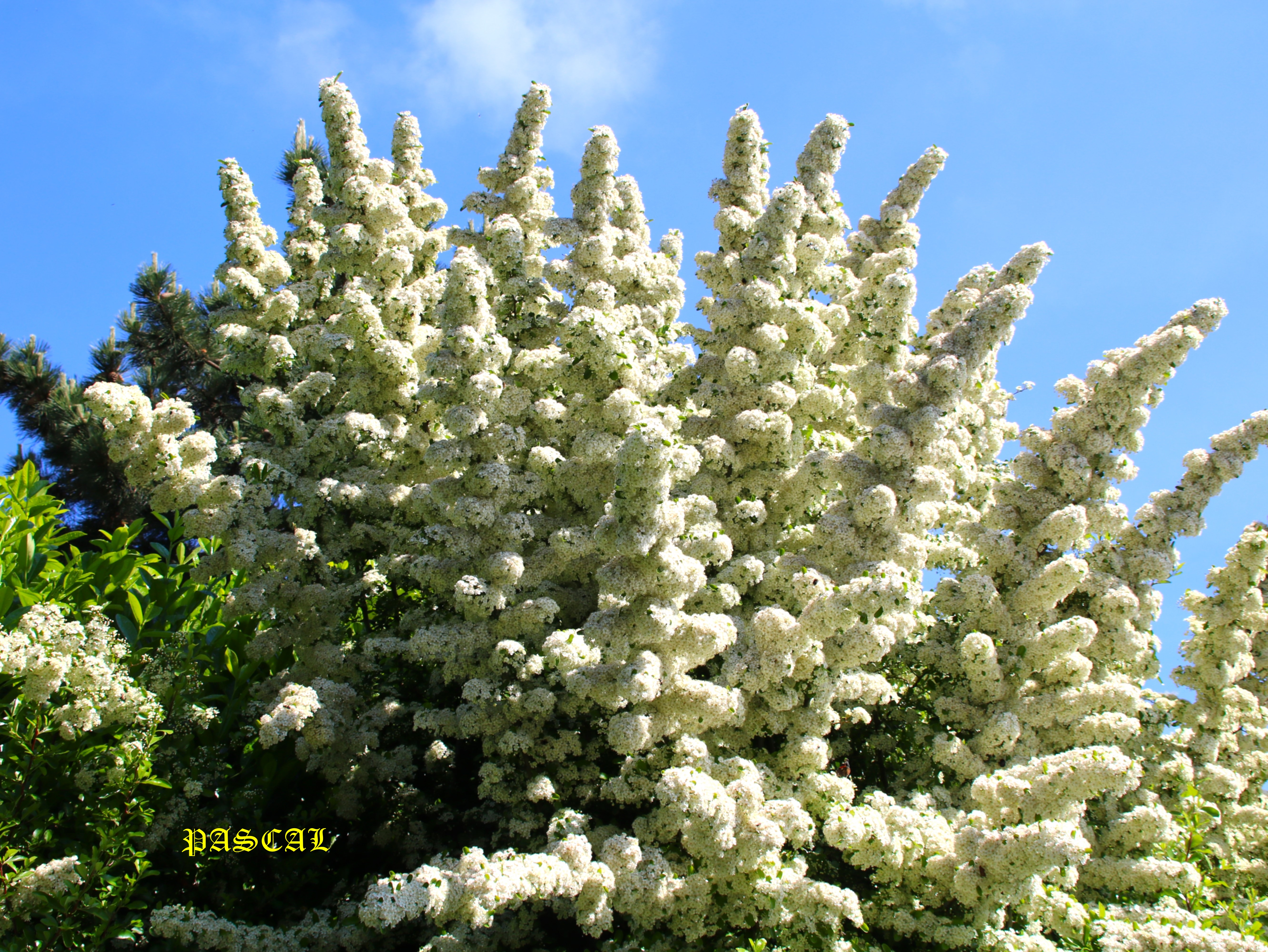 Floraison Pyracantha 8 Mai 2026 3.JPG