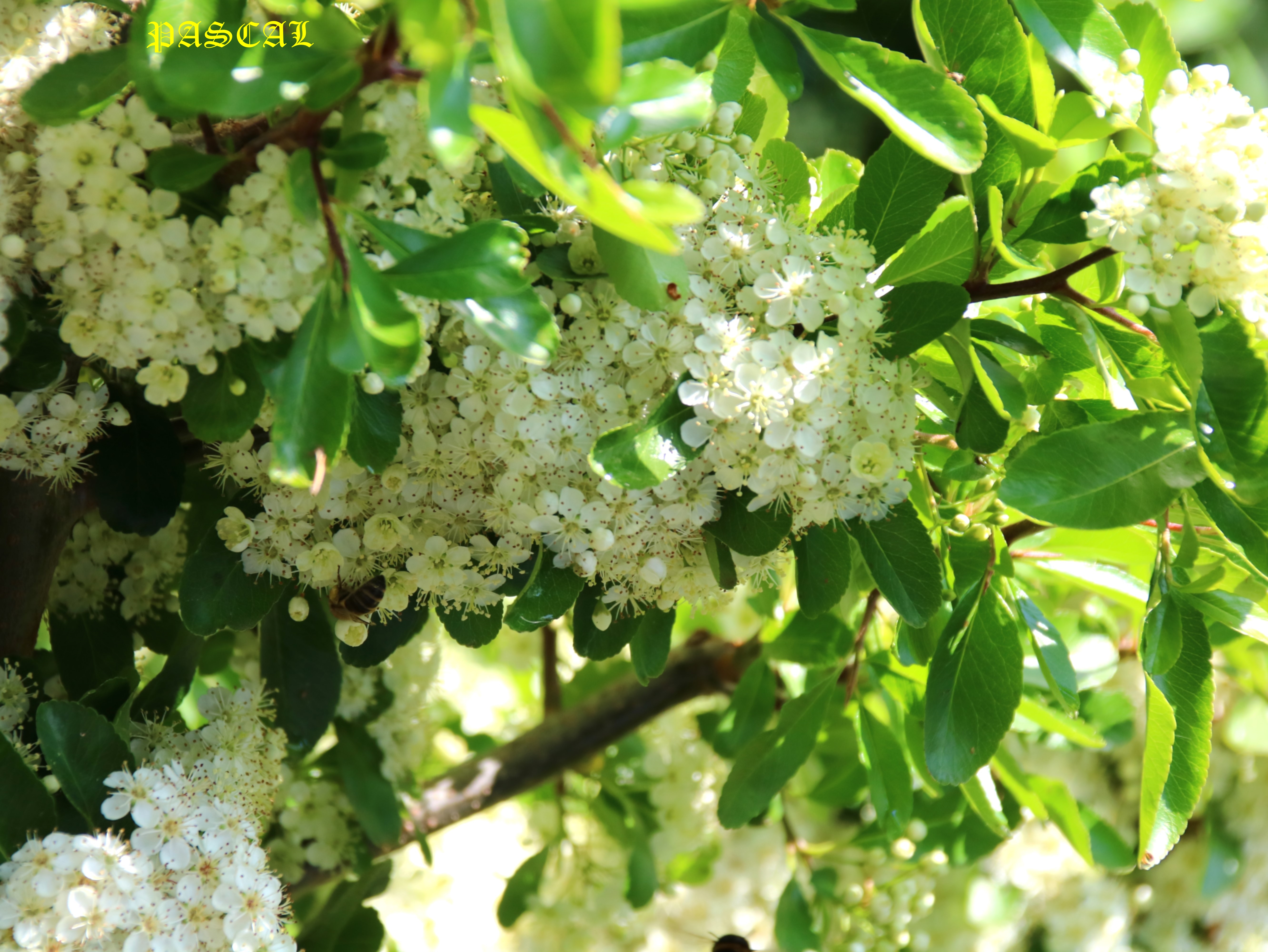 Floraison Pyracantha 8 Mai 2026 4.JPG