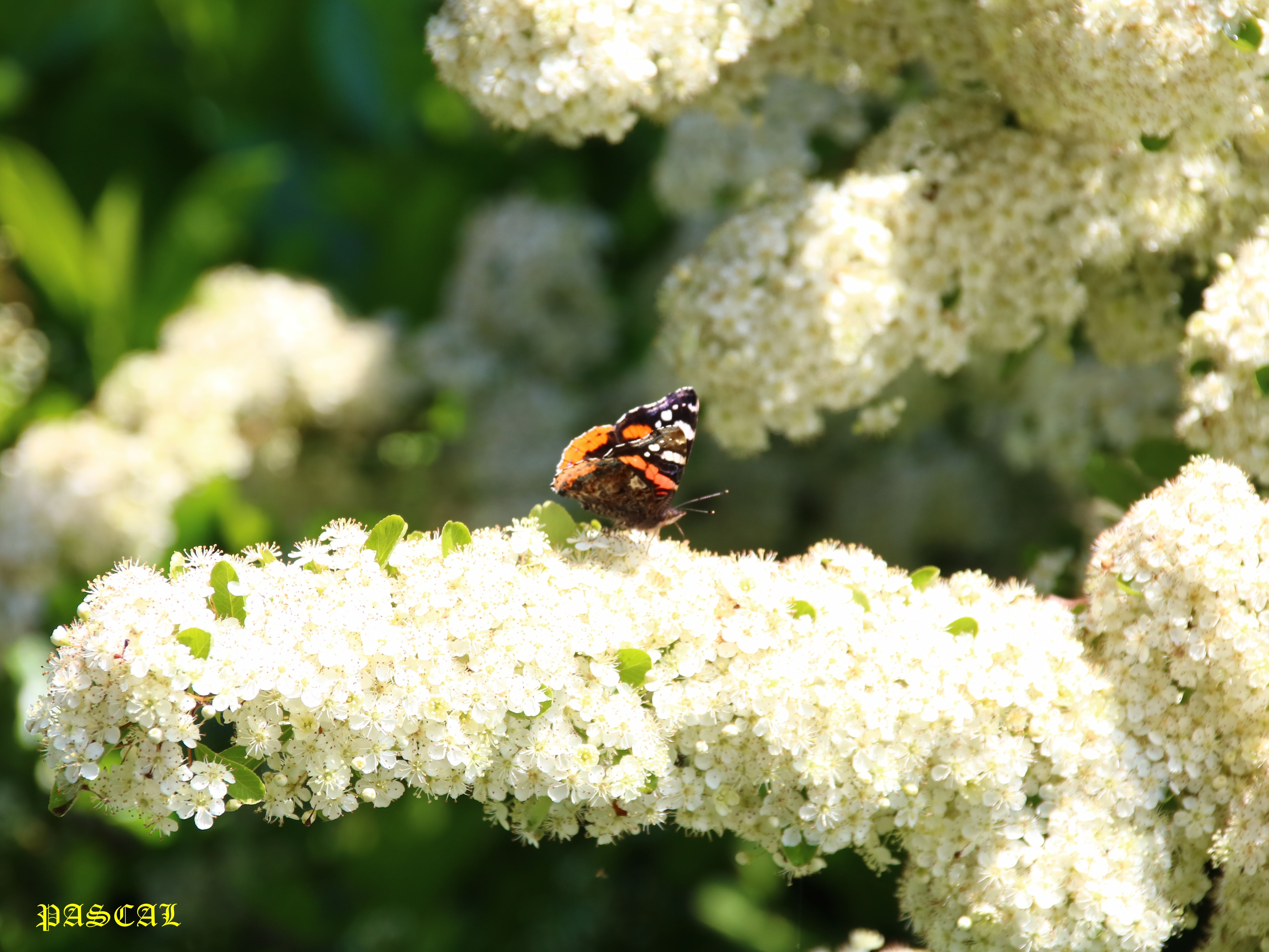 Floraison Pyracantha 8 Mai 2026 Vulcain.JPG
