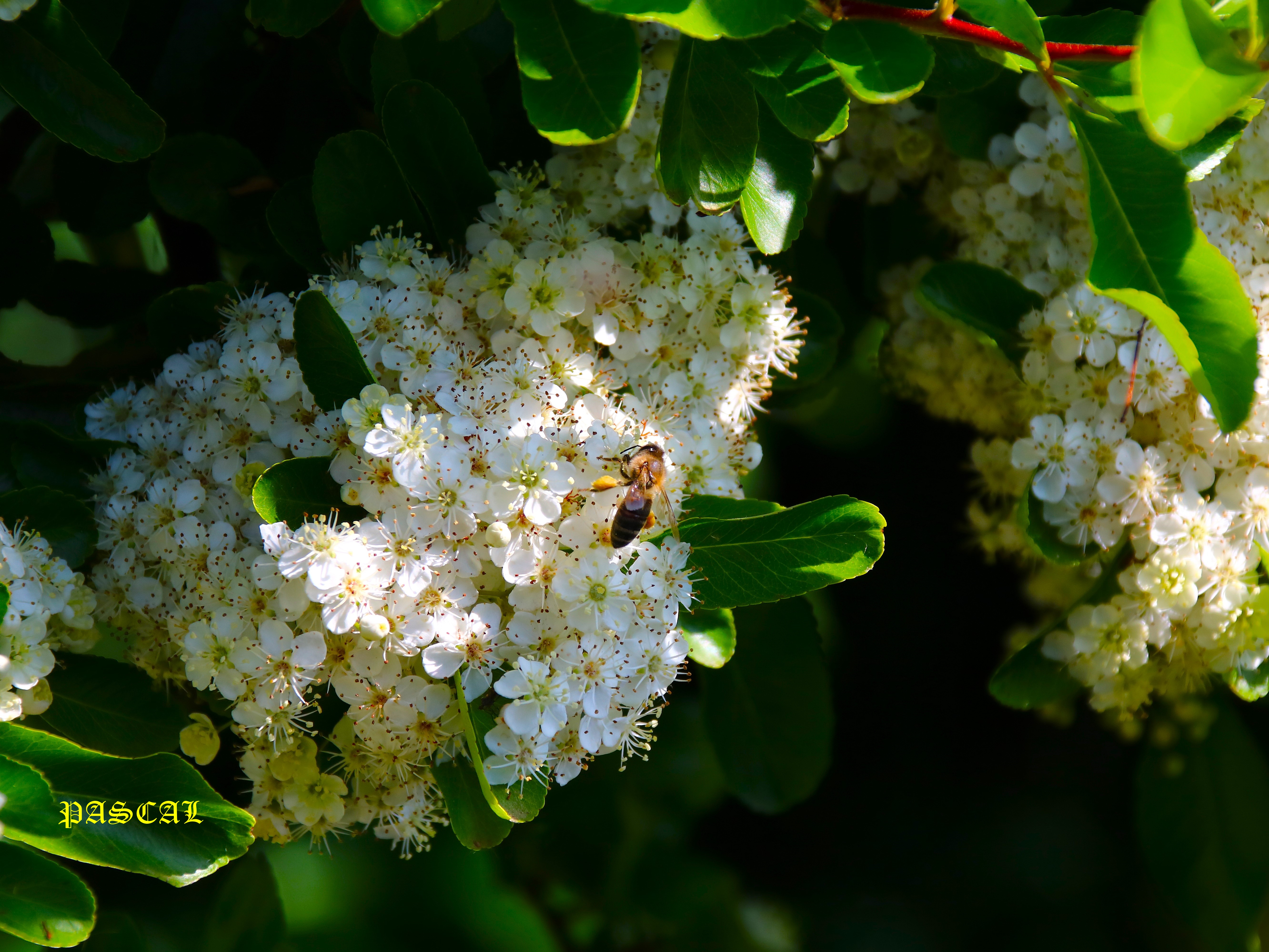 Floraison Pyracantha 8 Mai 2026 Apis mellifera.JPG