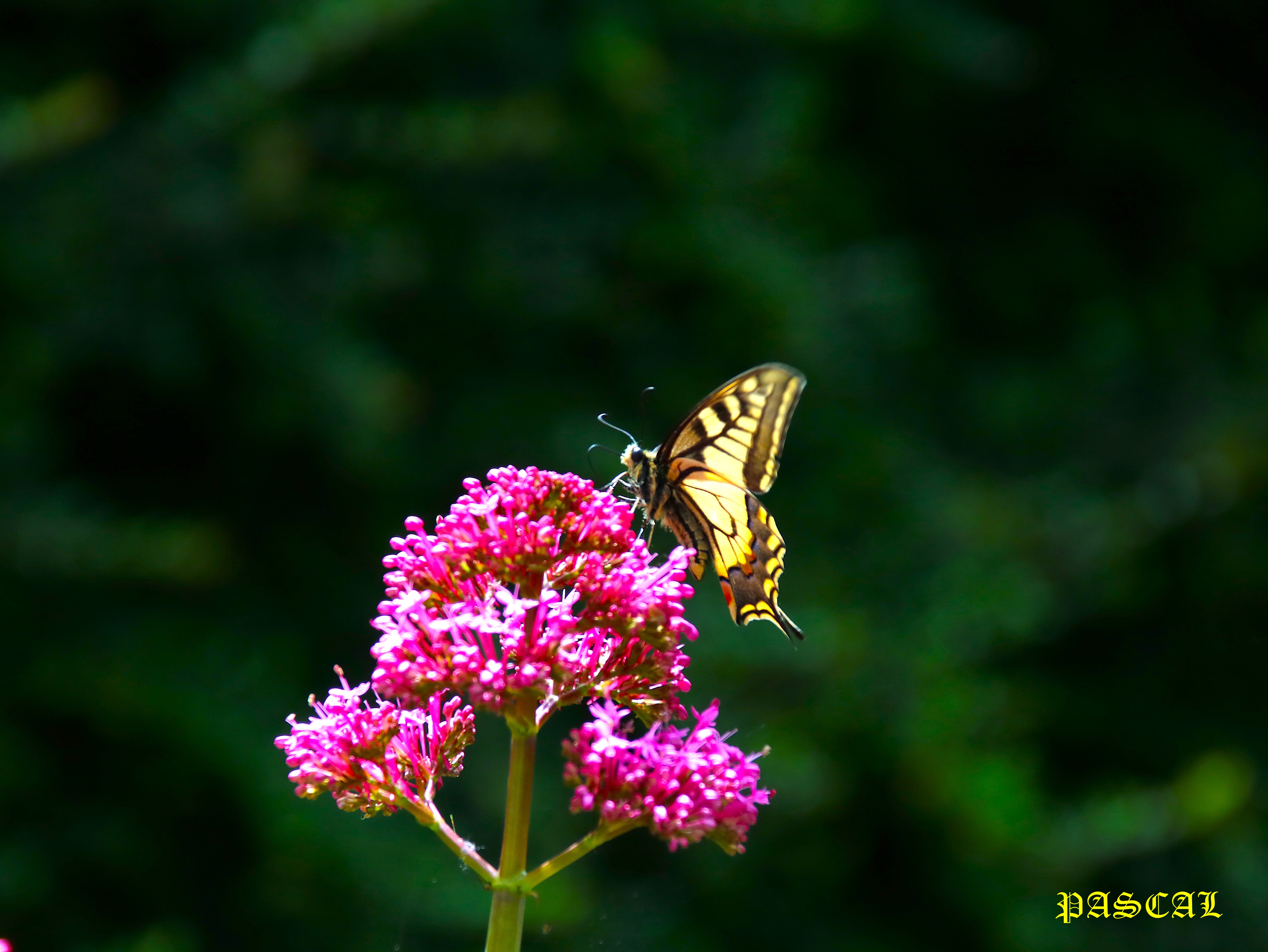 Machaon sur Valérianes 8 Mai 2026.JPG