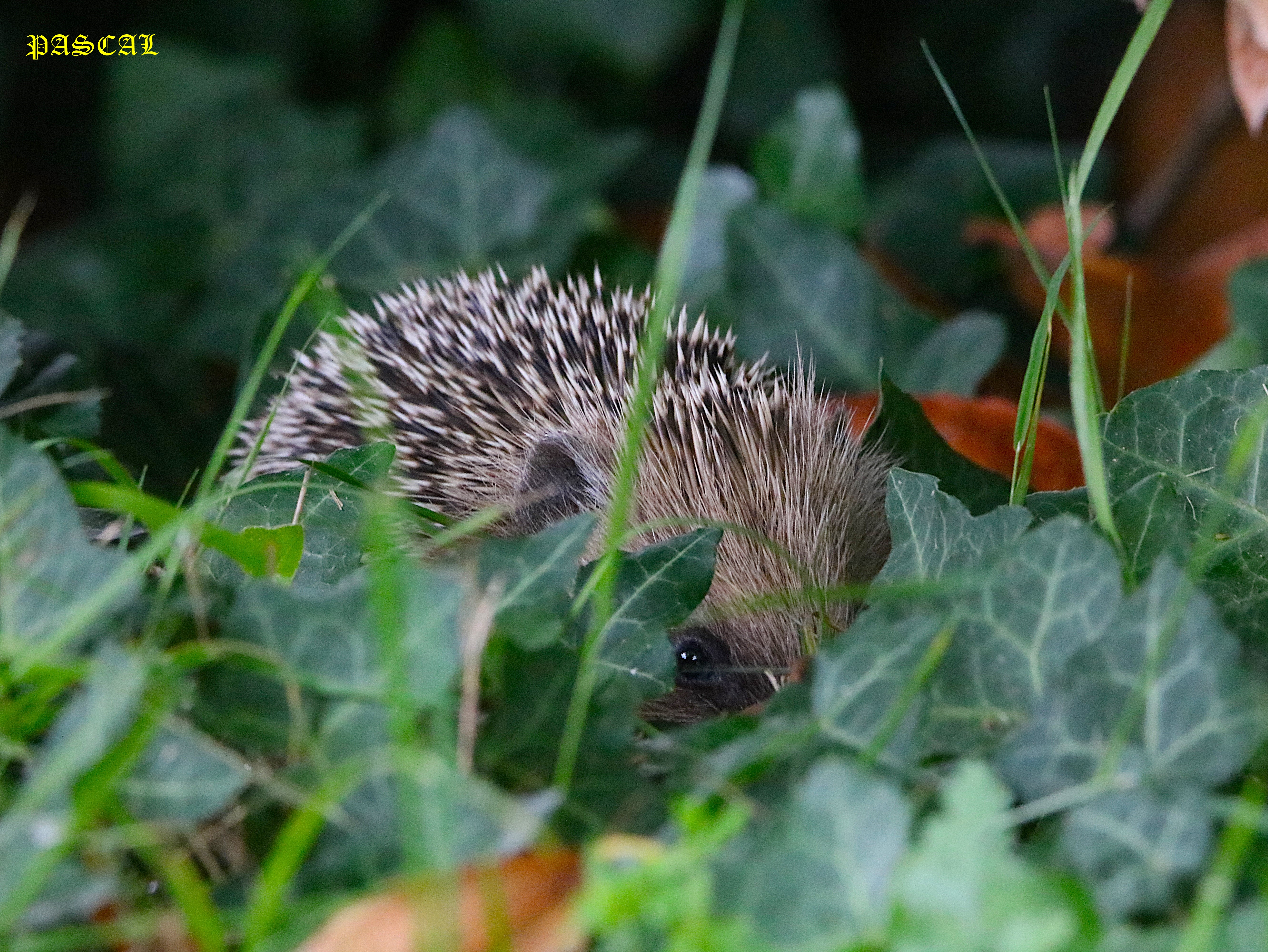 Jeune Hérisson jardin Mardi 2 Juin 2026.JPG
