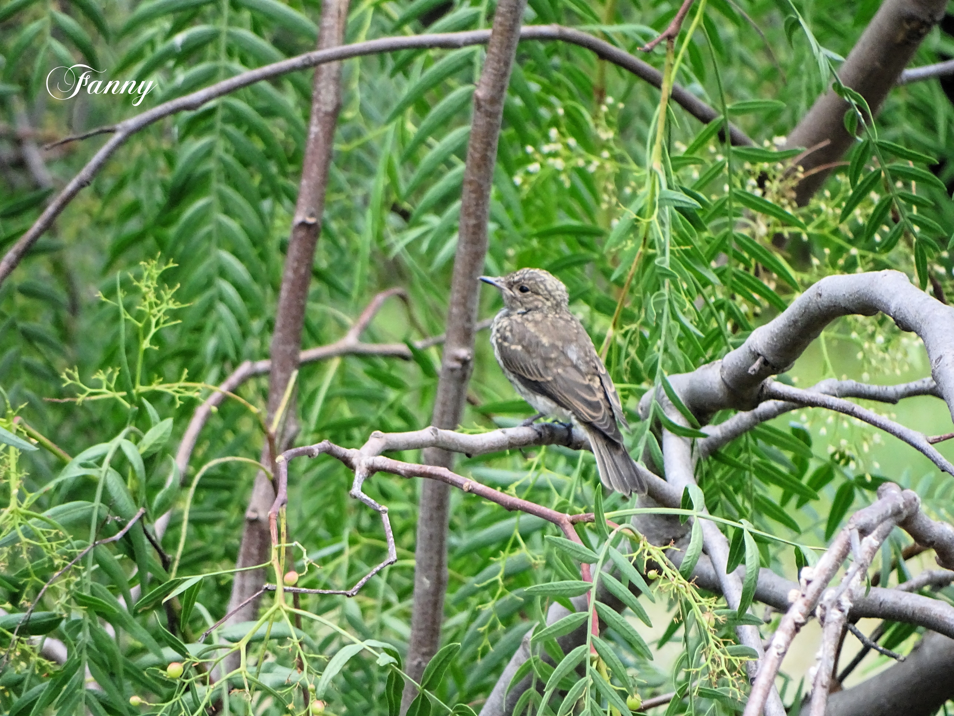 Gobemouche Juvenile signé  DSC03521.jpg