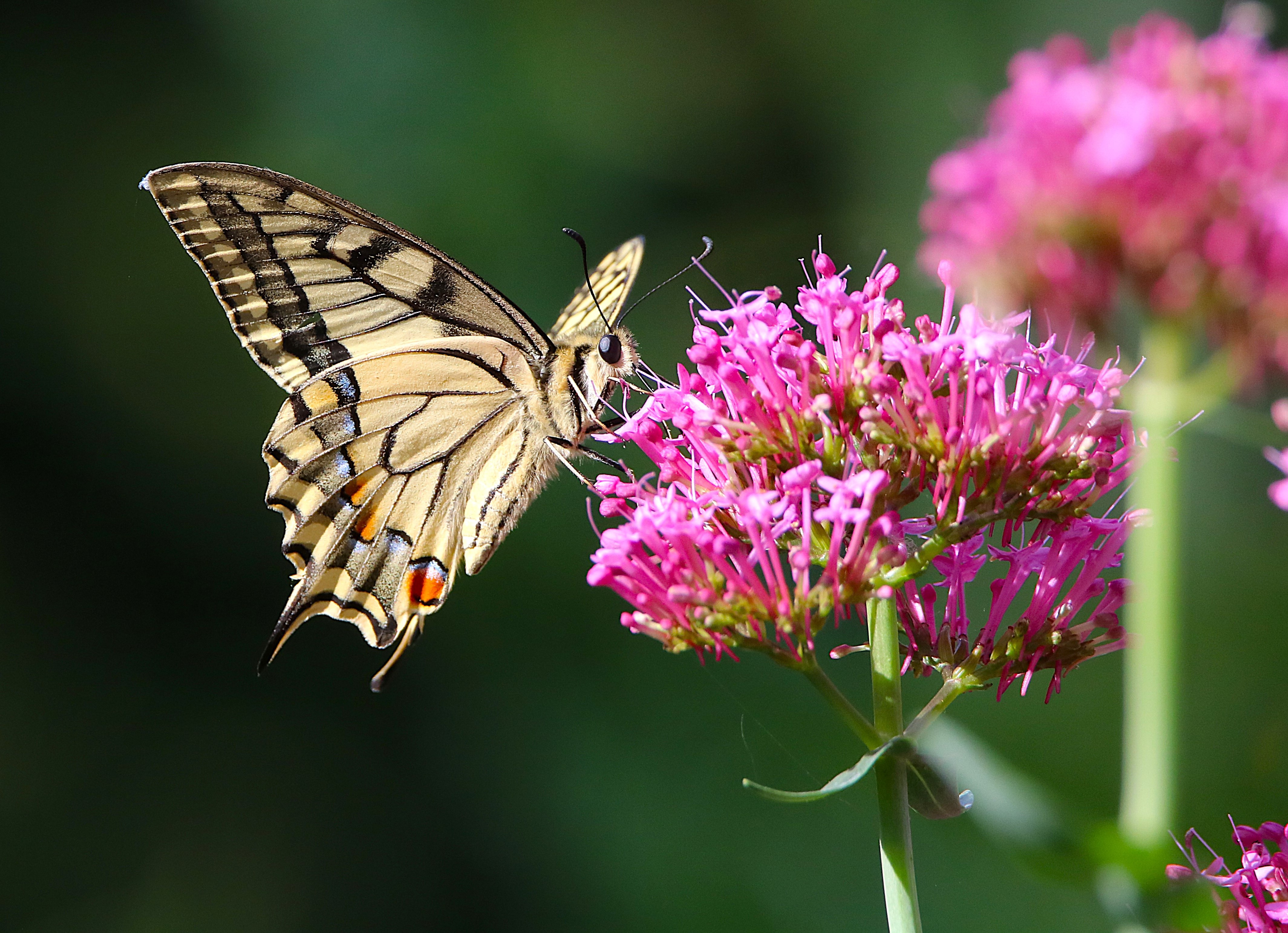 Machaon Jardin Jeudi 25 Juin 2026 (1) - Copie.JPG