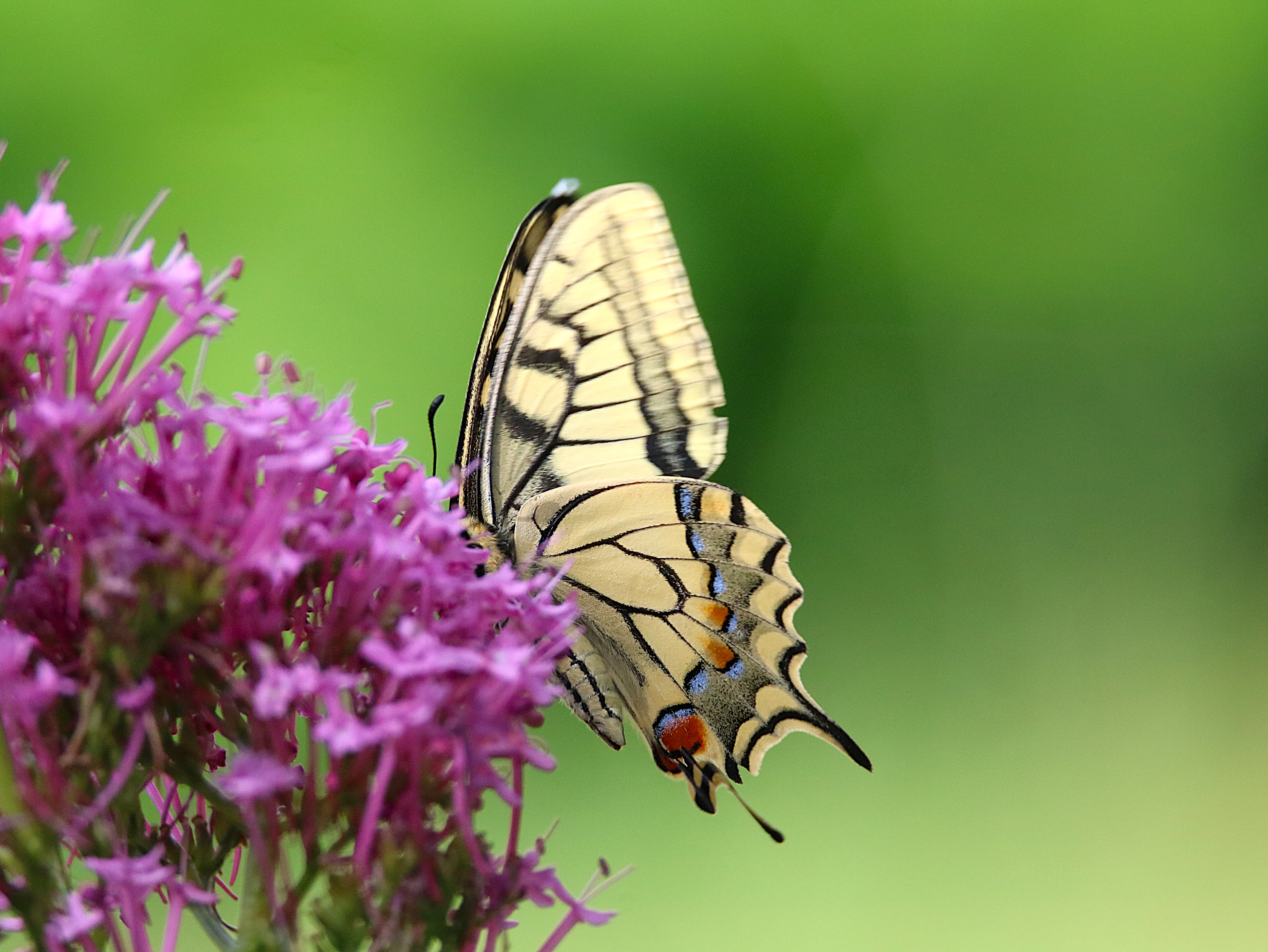 Machaon Jardin Jeudi 25 Juin 2026 (3) - Copie.JPG