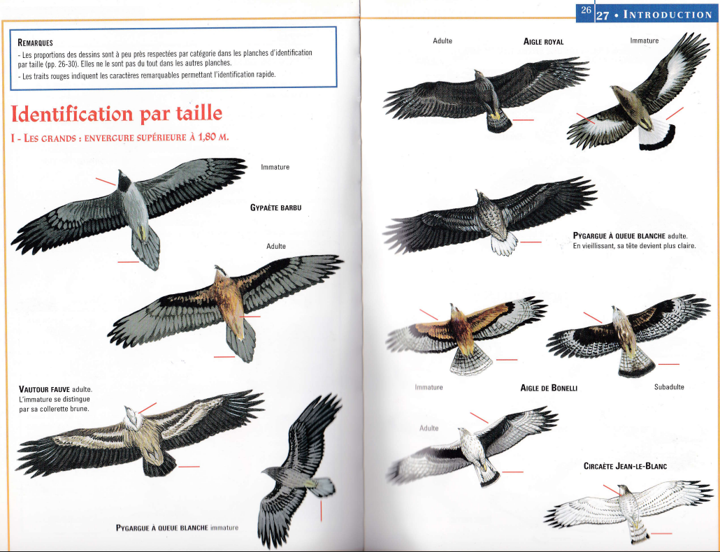 Identifications rapaces diurnes 1.png