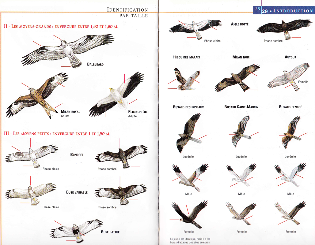 Identifications rapaces diurnes 2.png