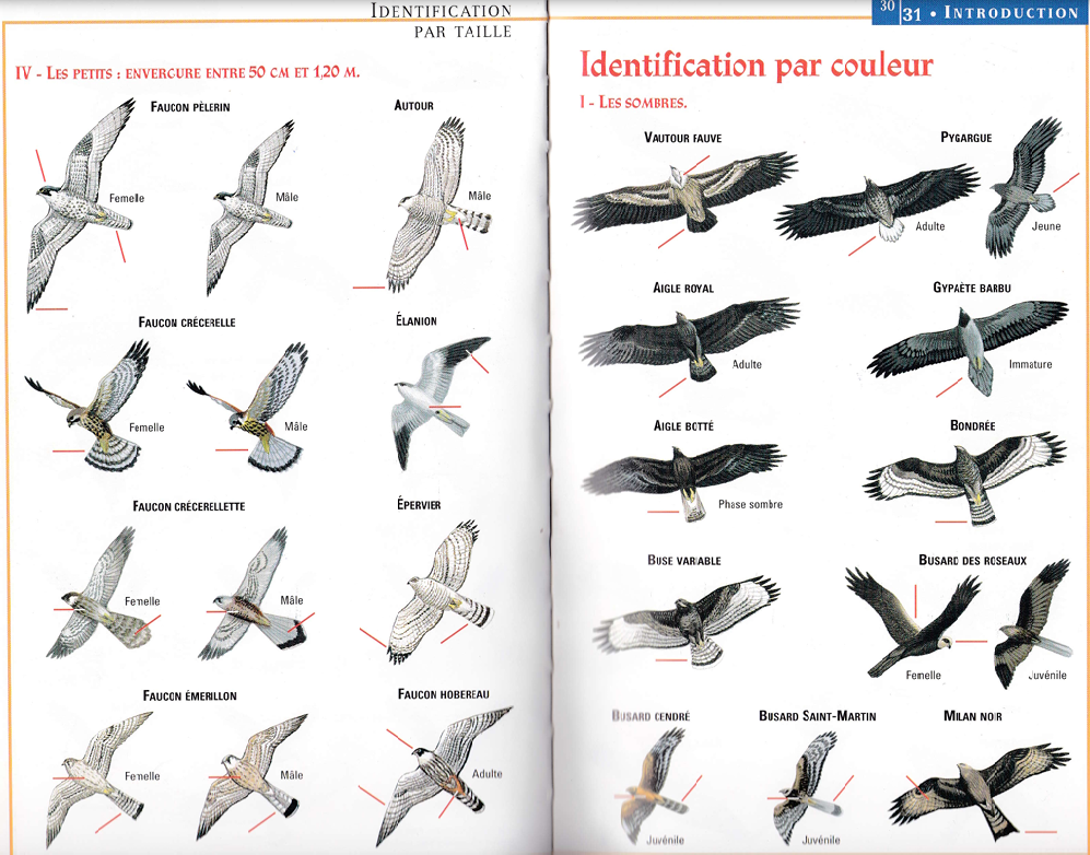 Identifications rapaces diurnes 3.png