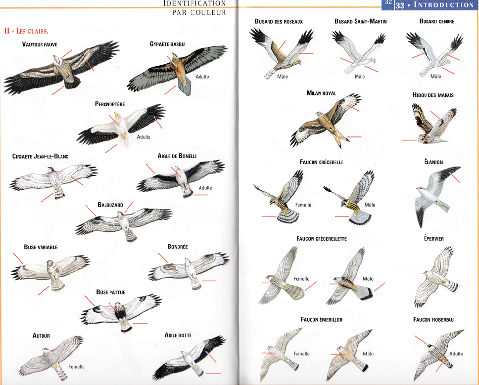 Identifications rapaces diurnes 4.png