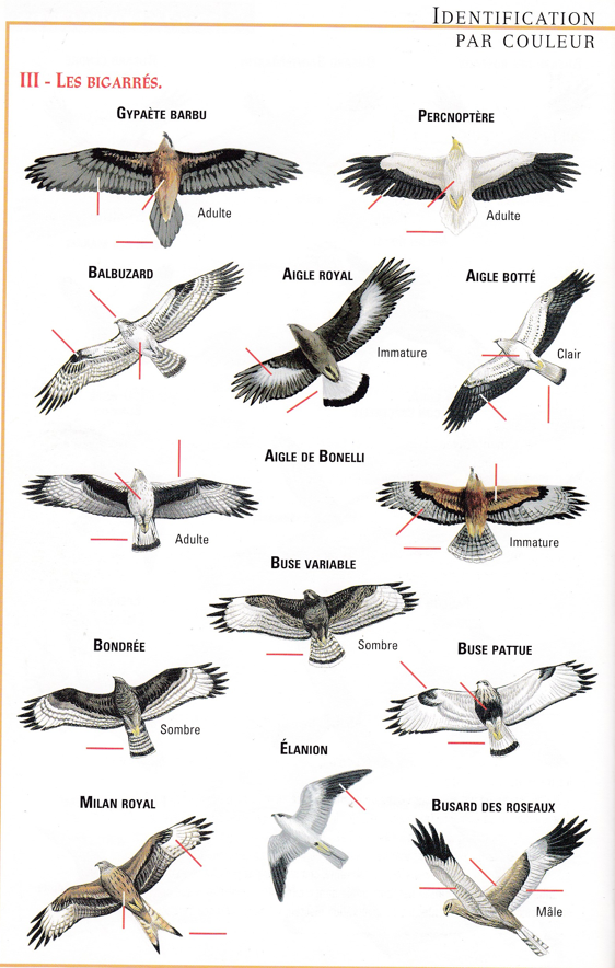 Identifications rapaces diurnes 5.png