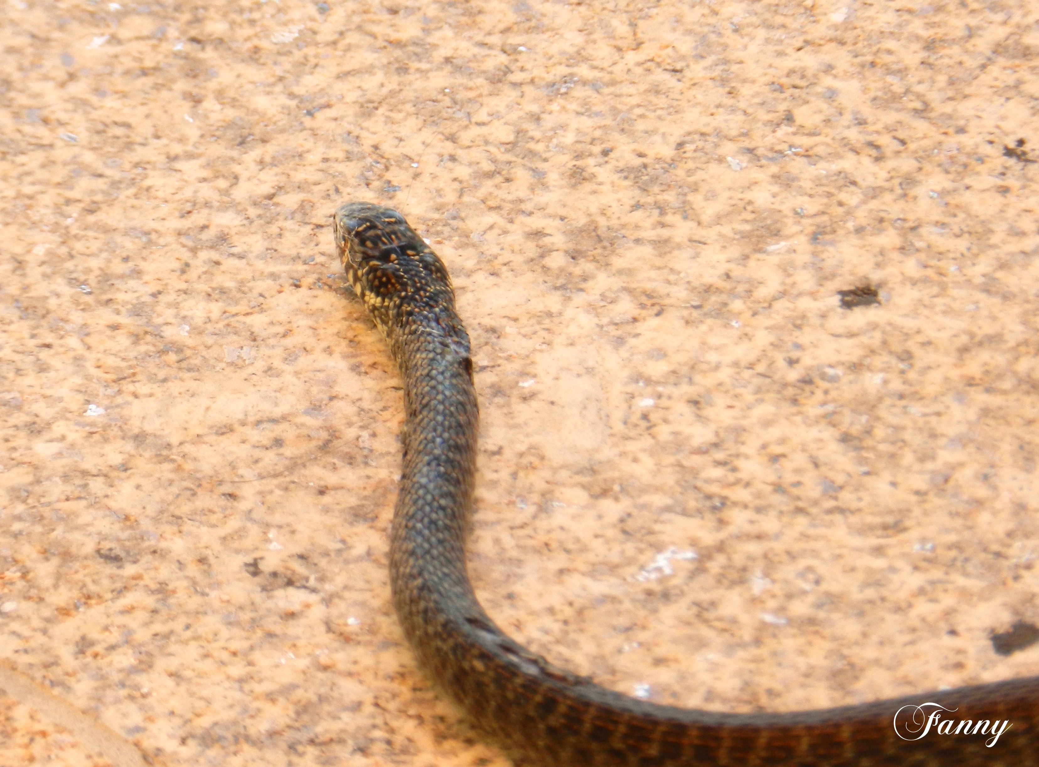 serpent 006.jpg