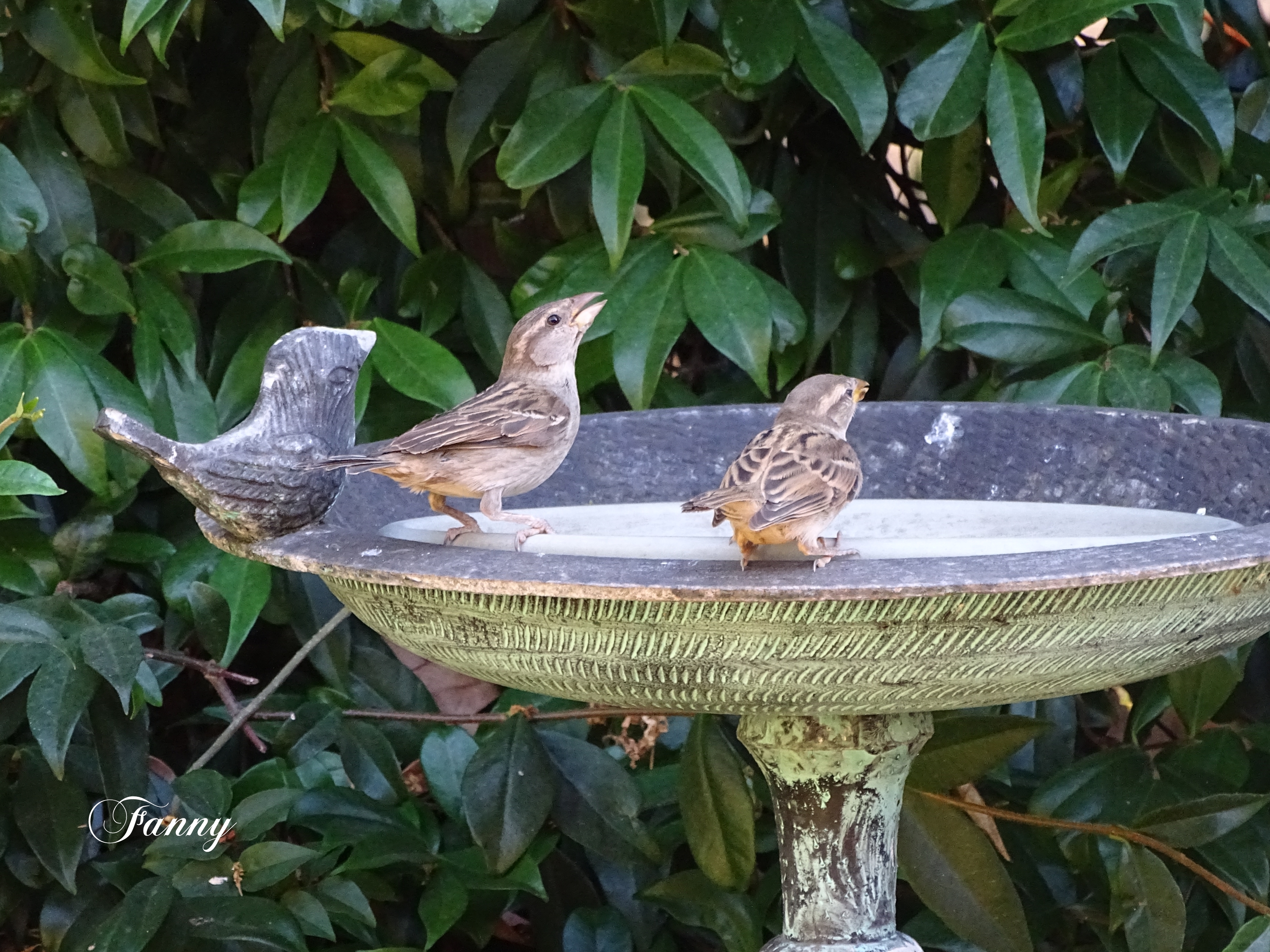 Moineaux Juveniles signé DSC03687.jpg