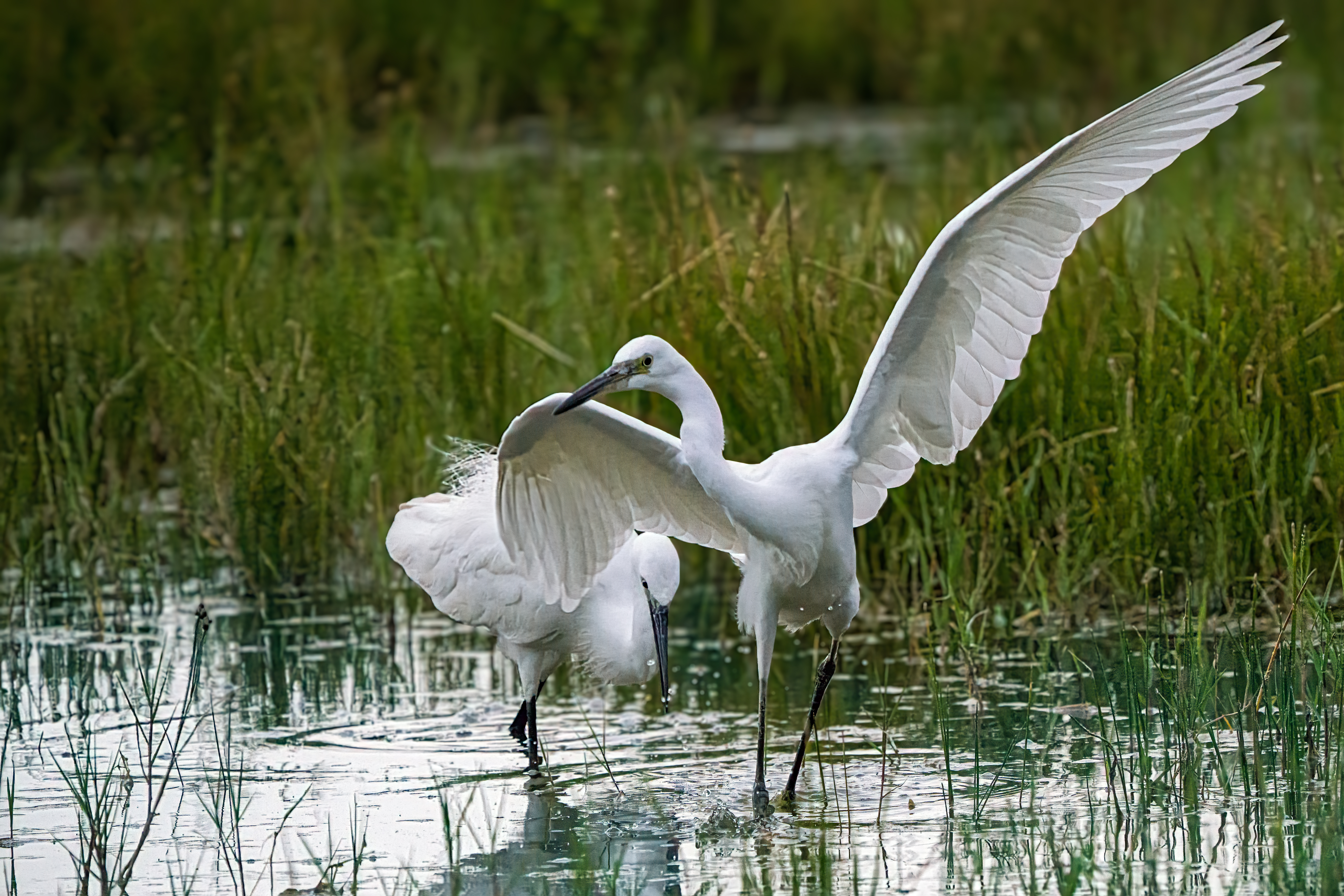 Petite ballerine aux pattes d'ébène fine ton plumage immaculé capte la lumiere comme un serment.jpg
