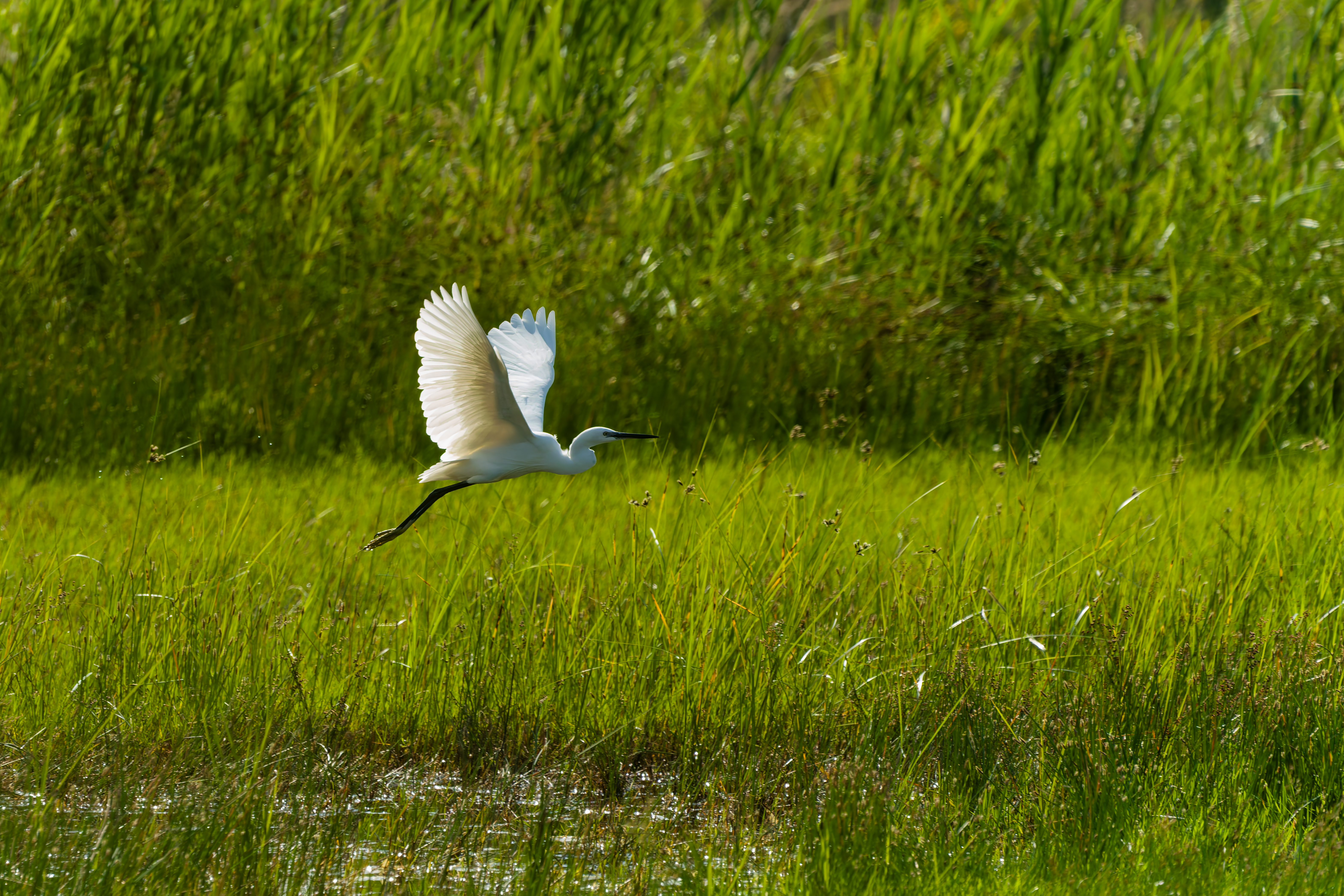 D'un battement d'ailes immaculées,L'aigrette s'élève au-dessus des roseaux,Traversant la prairie de verdure parée,Comme un souffle de lumière sur l'eau.Élégante silhouette au cœur du marais,Elle effleure le vent d'un geste léger,E.jpg