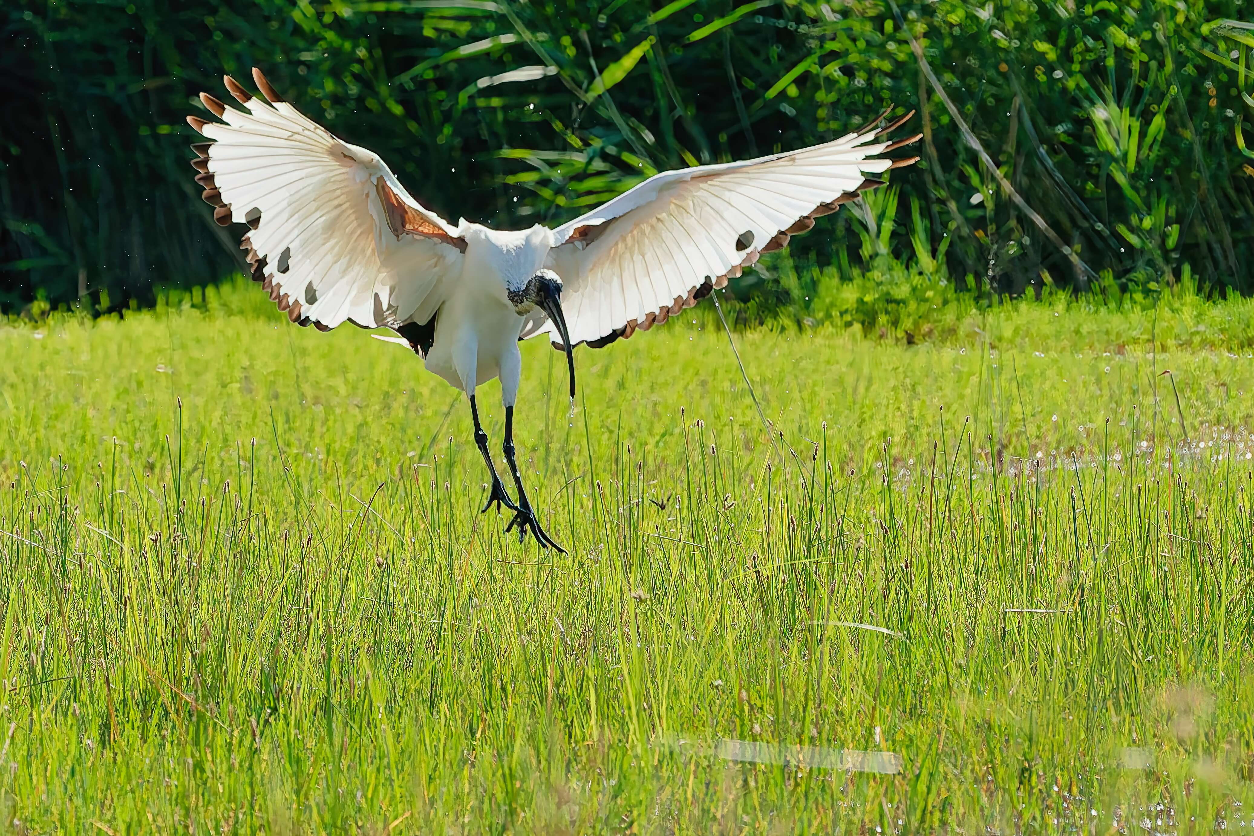Ibis sacré qui atterrit.jpg