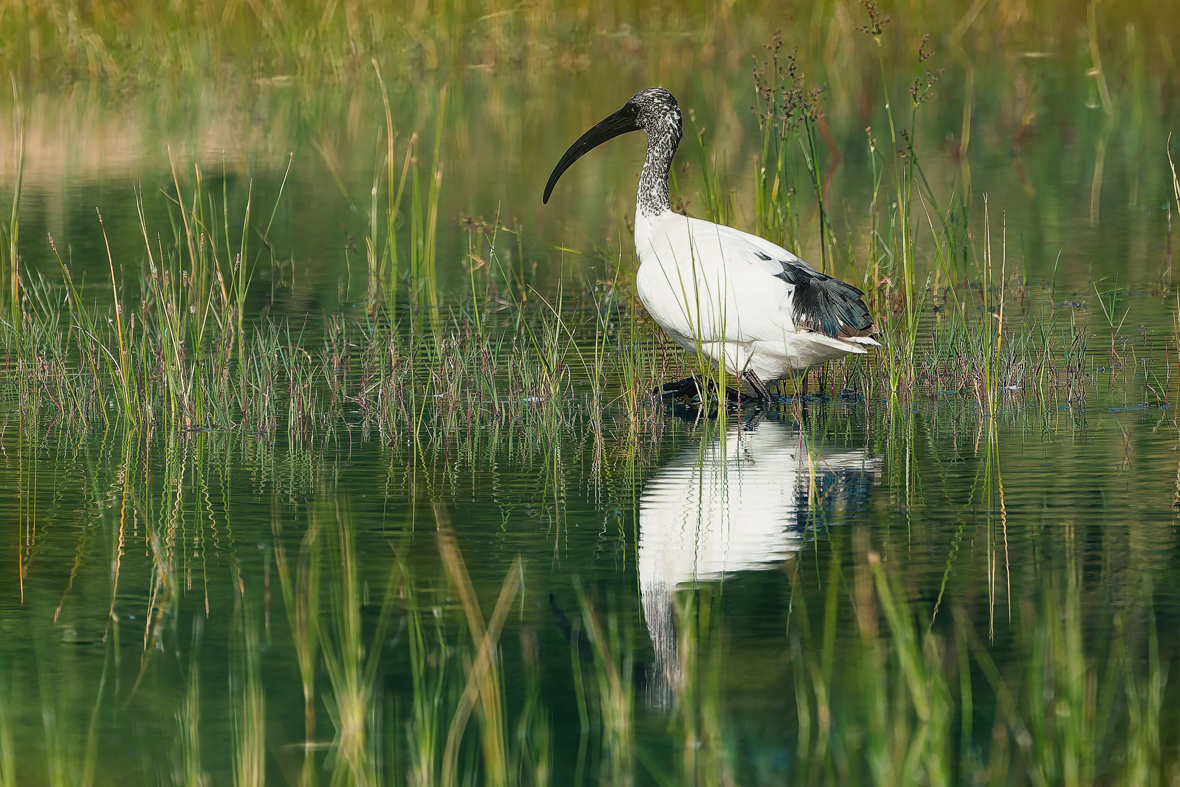 Ibis Sacré.jpg