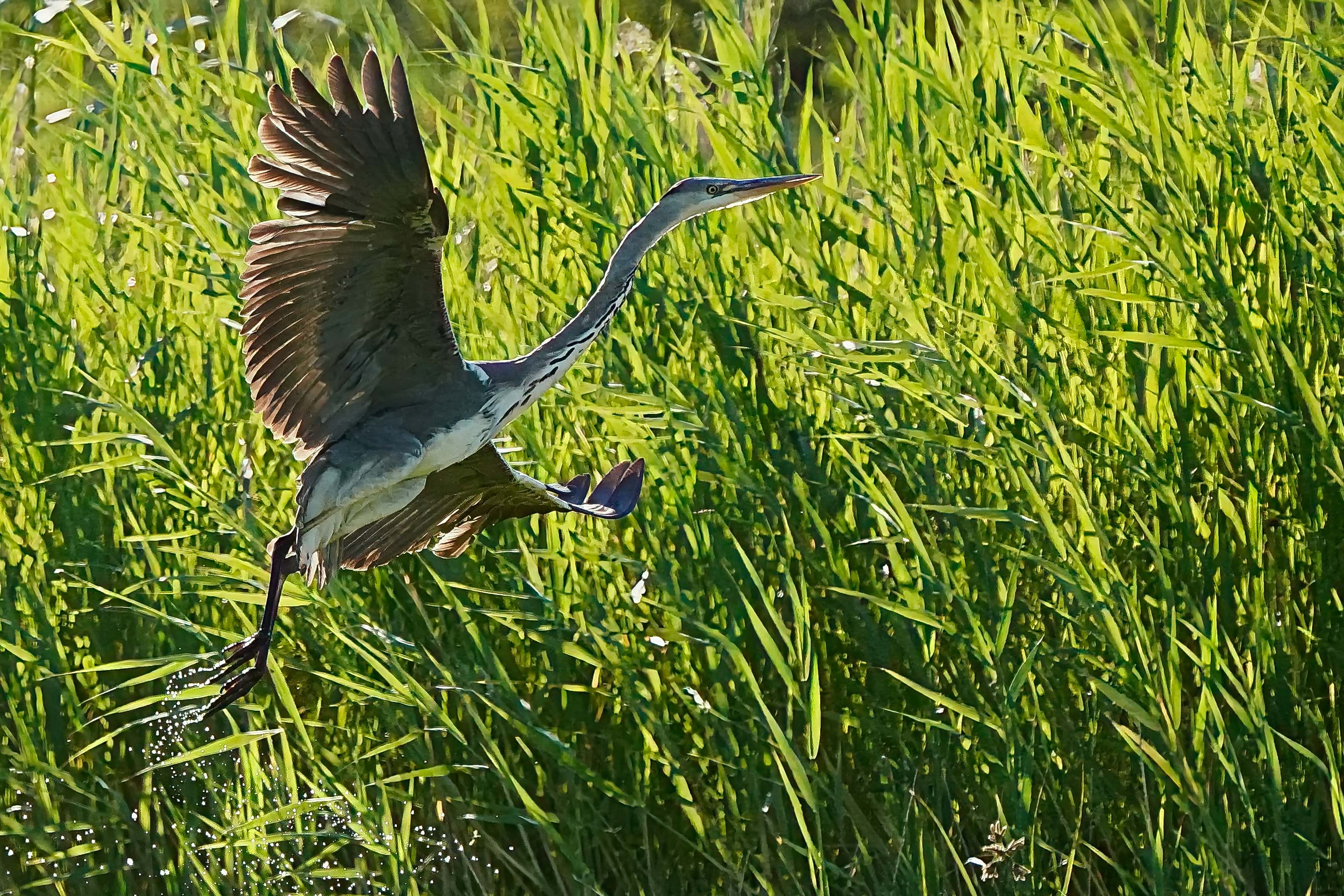 Un géant gris s'arrache à l'eau miroitante ailes deployées dans un fracas d'eau et de plumes puissantes.jpg